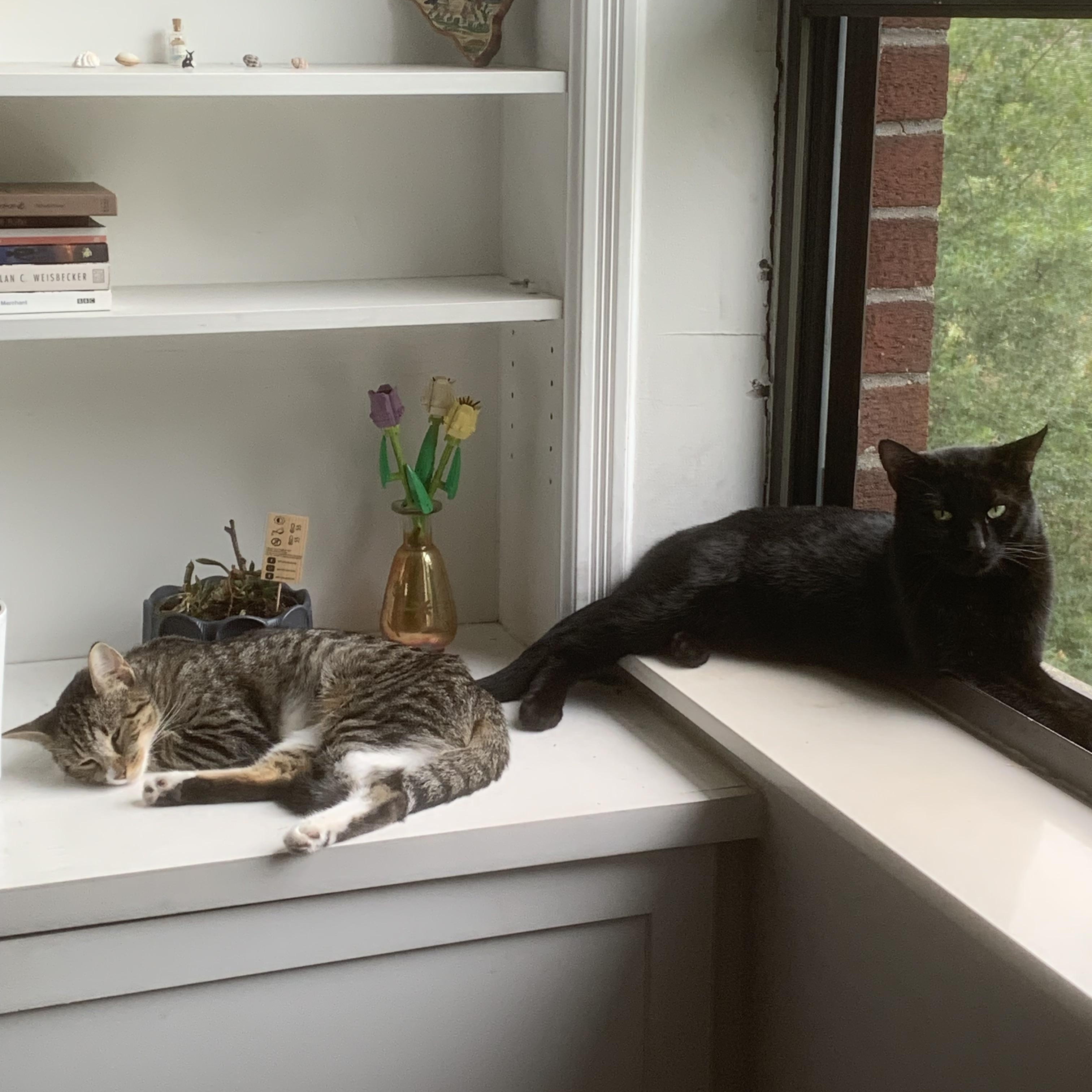 Enlarge Patric, a Adoptable Domestic Short Hair in Brooklyn, NY image 5/5