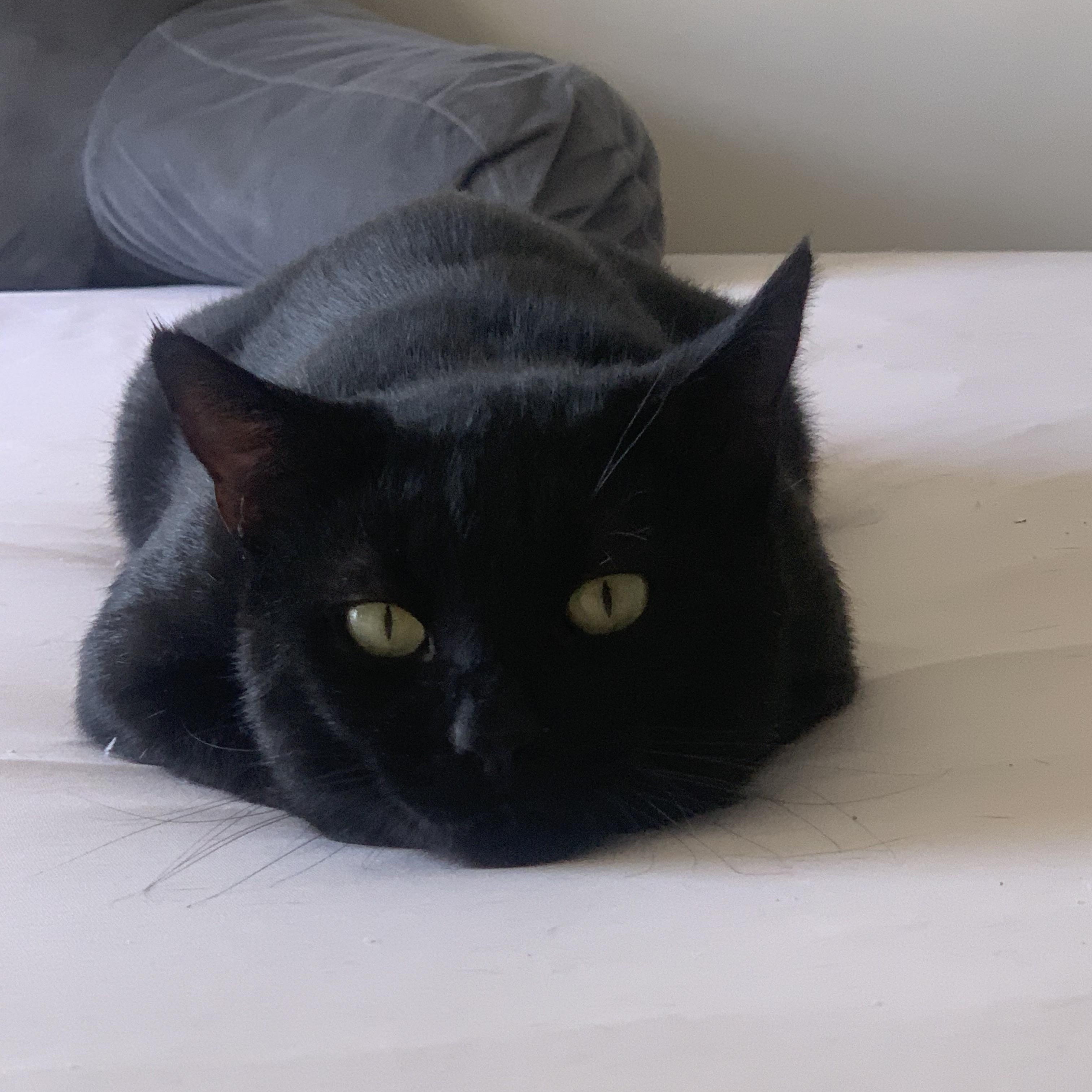 Patric, Adoptable, Adult Male Domestic Short Hair.