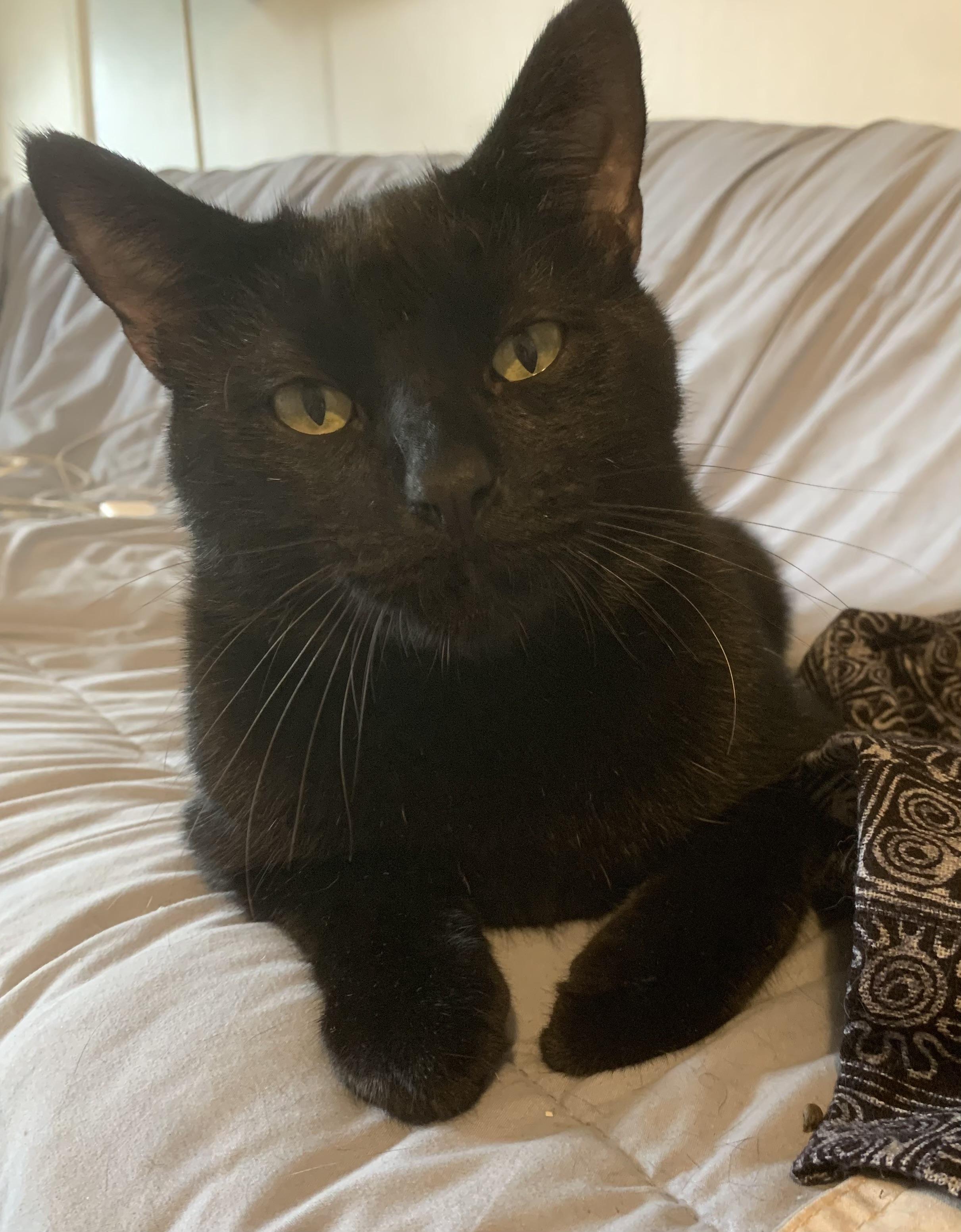 Enlarge Patric, a Adoptable Domestic Short Hair in Brooklyn, NY image 2/5