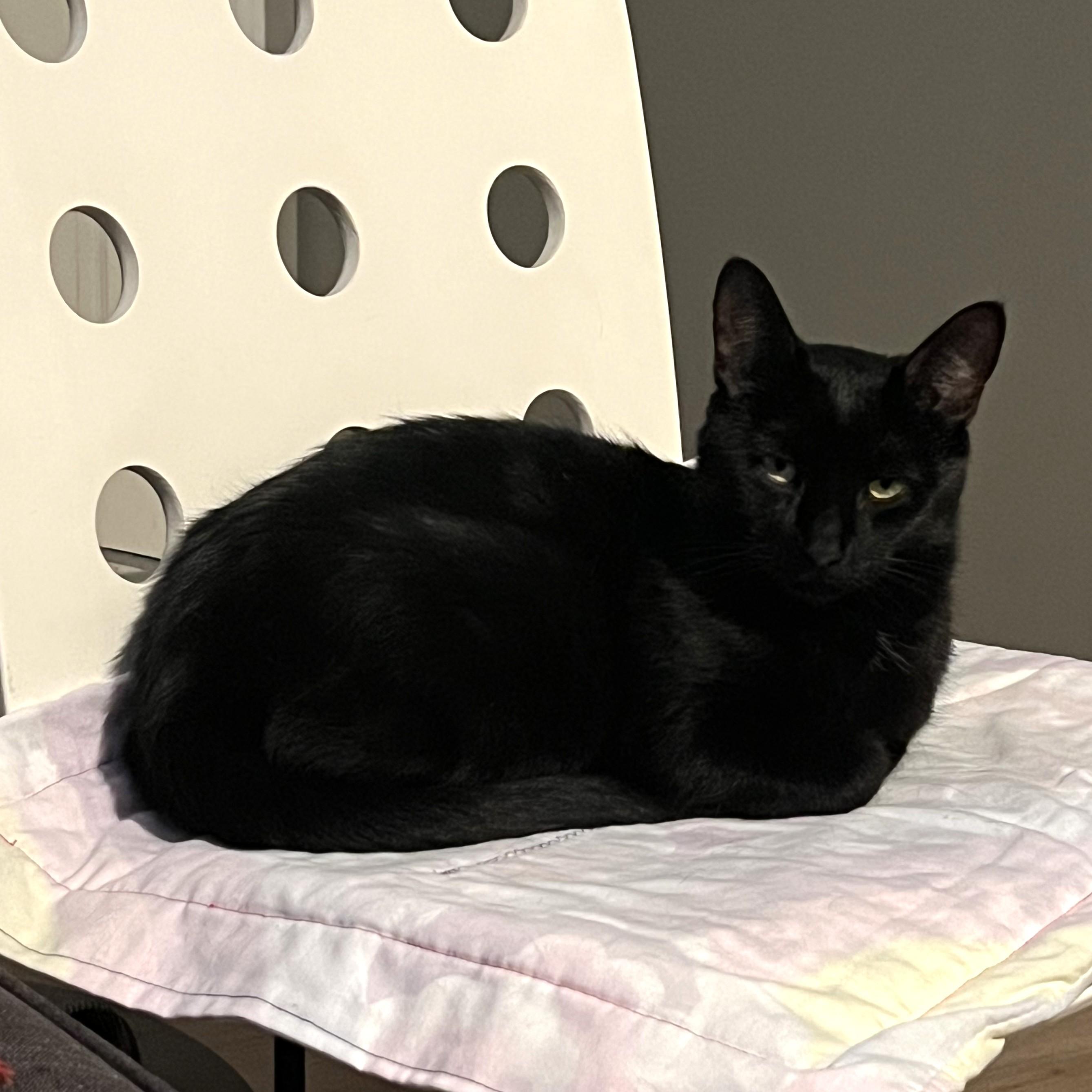 Enlarge Benny, an adopted Domestic Short Hair in Calgary, AB image 1/3