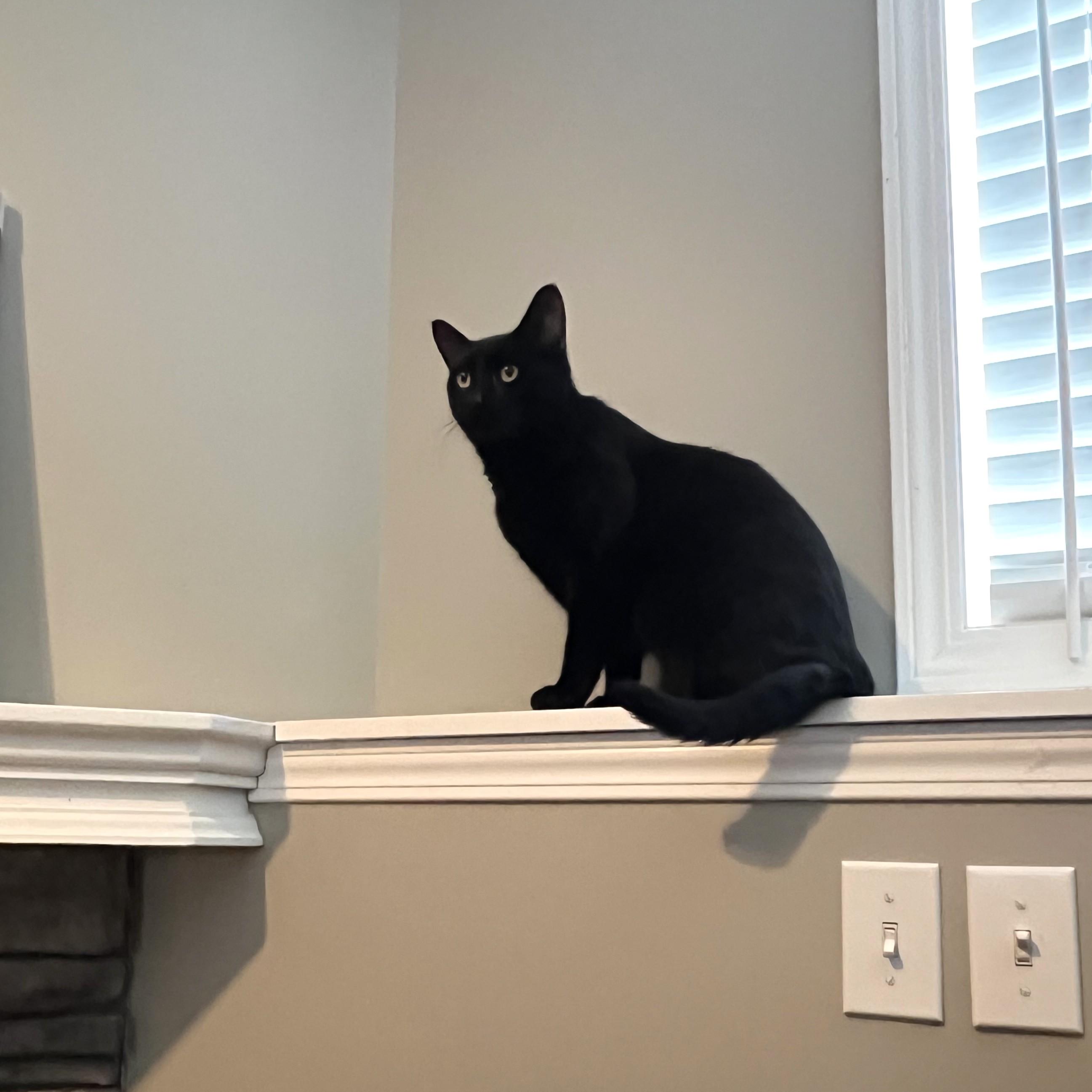 Enlarge Benny, an adopted Domestic Short Hair in Calgary, AB image 3/3