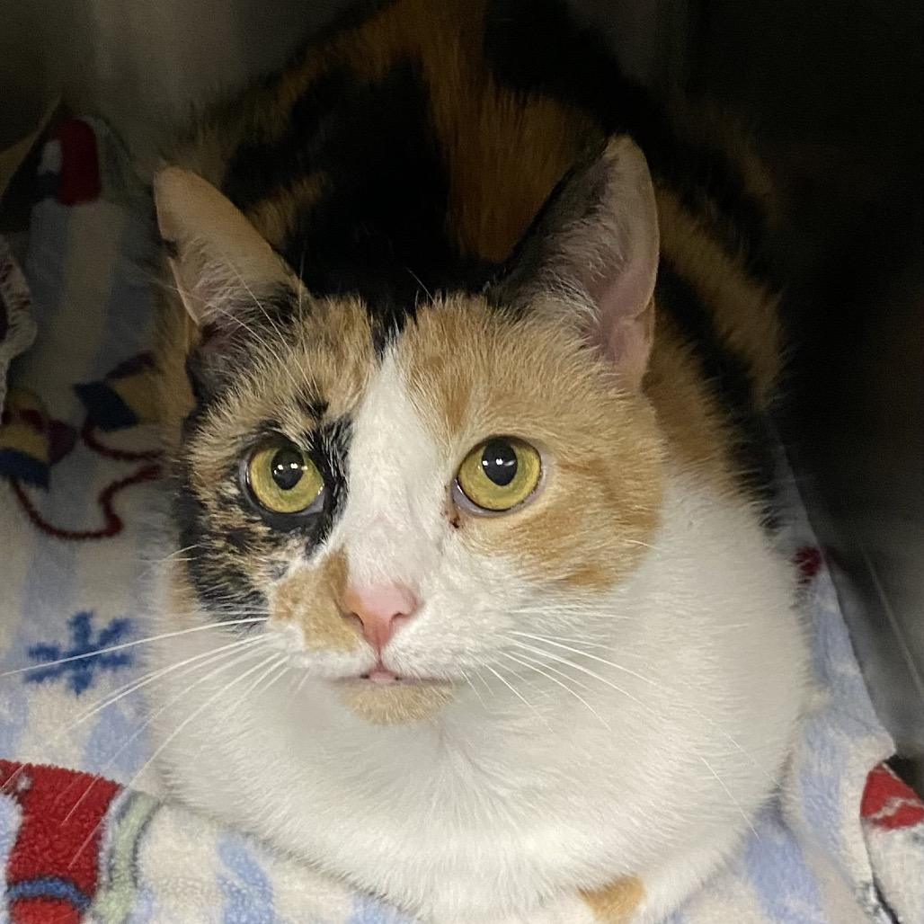 Rory, a Adoptable Domestic Short Hair in Marion, VA image 1/6