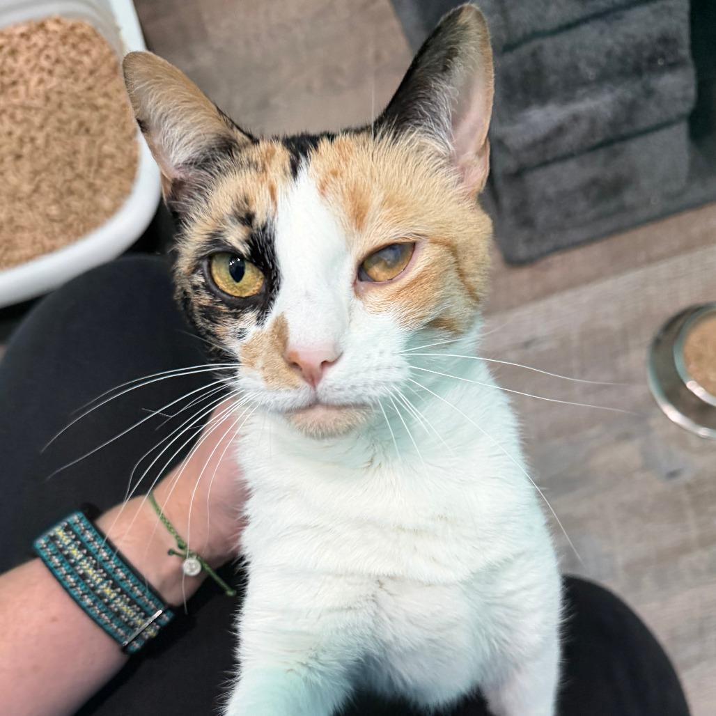 Rory, a Adoptable Domestic Short Hair in Marion, VA image 2/6