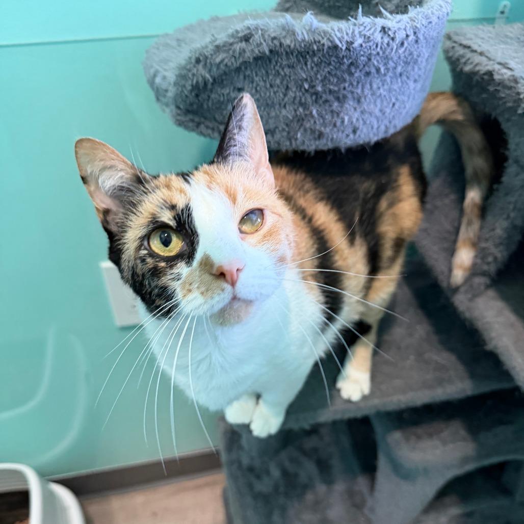 Rory, a Adoptable Domestic Short Hair in Marion, VA image 3/6