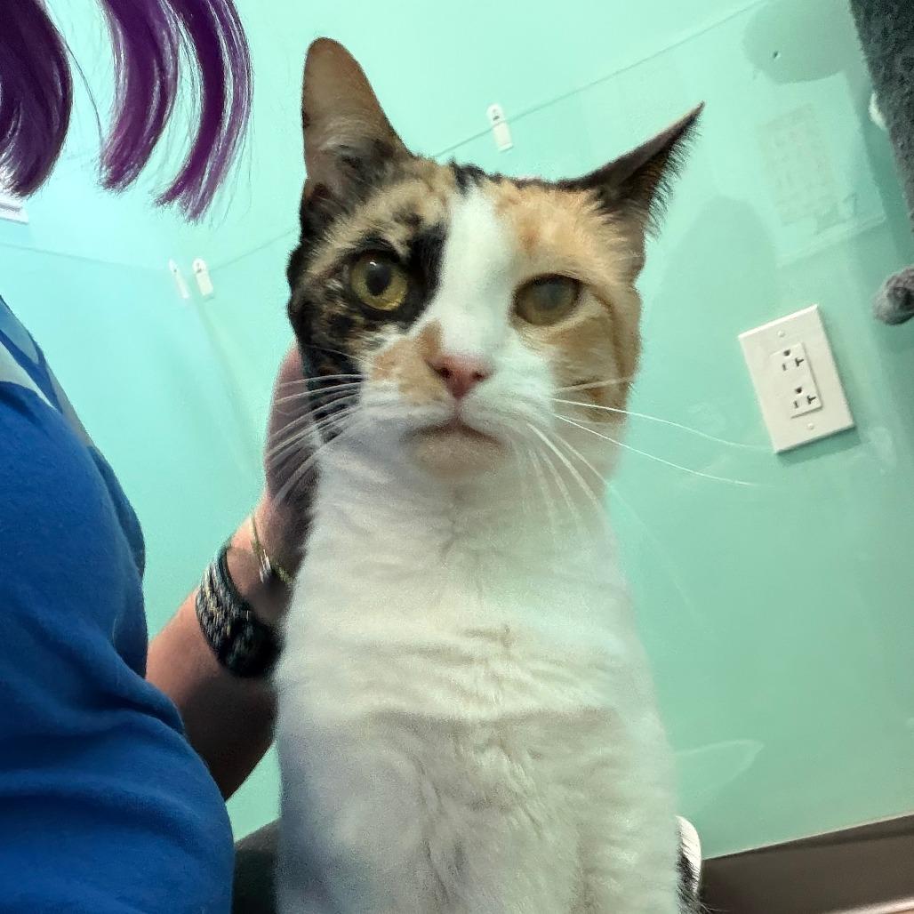 Rory, a Adoptable Domestic Short Hair in Marion, VA image 4/6