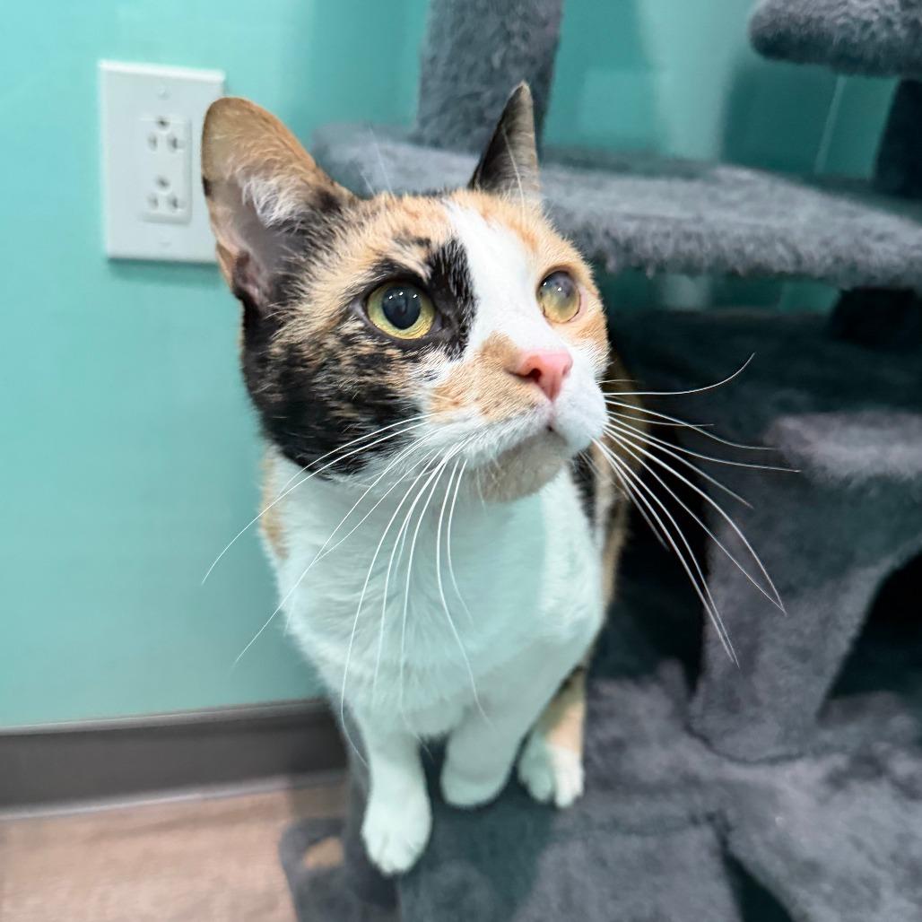 Rory, a Adoptable Domestic Short Hair in Marion, VA image 6/6