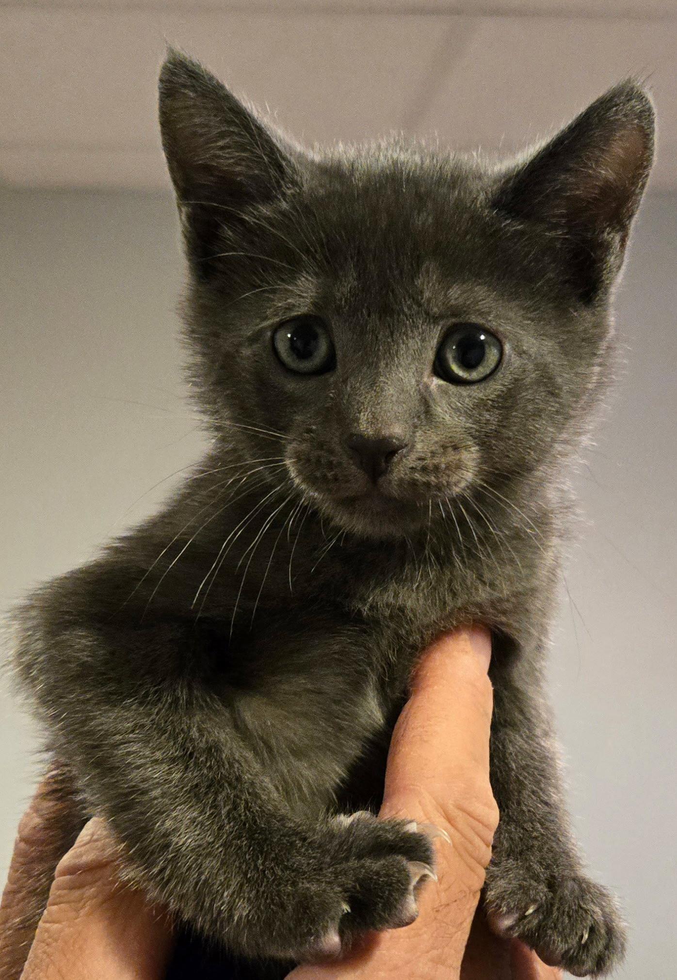 Gracie's Sylvester KITTEN, Adopted, Kitten Male Domestic Short Hair.