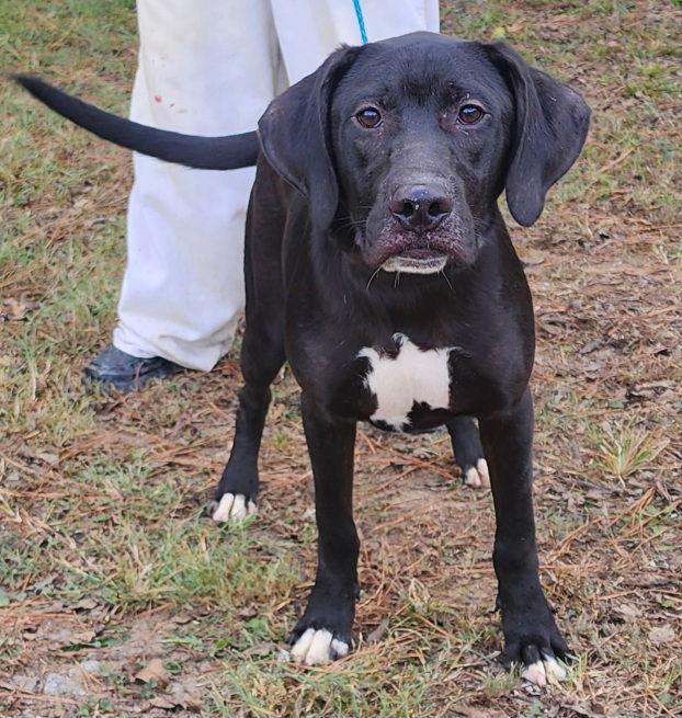 251081  Wasabi, Adoptable, Young Male Labrador Retriever.