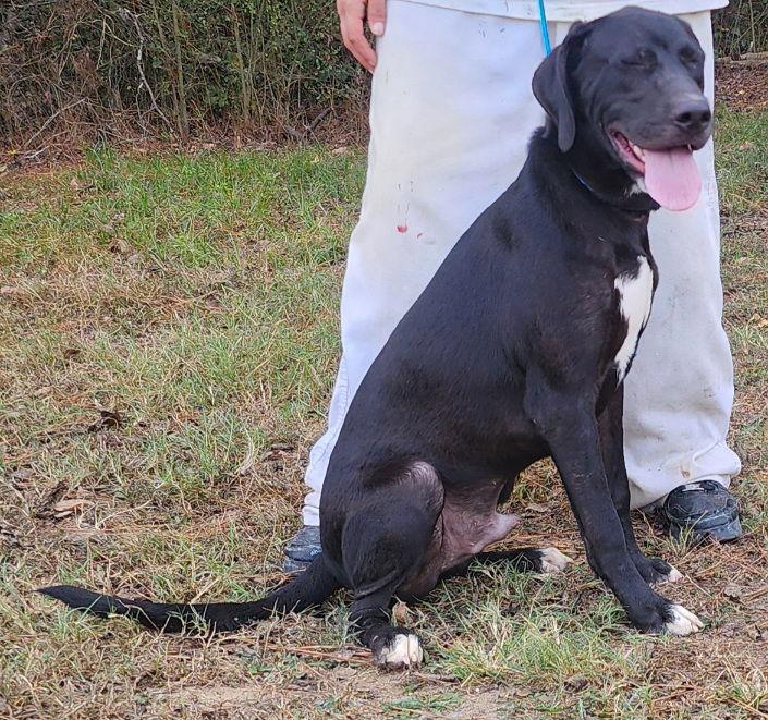 Enlarge 251081  Wasabi, a Adoptable Labrador Retriever in Wetumpka, AL image 2/3