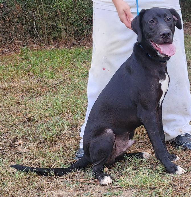Enlarge 251081  Wasabi, a Adoptable Labrador Retriever in Wetumpka, AL image 3/3