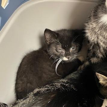 Netty, Adoptable, Kitten Female Domestic Short Hair.