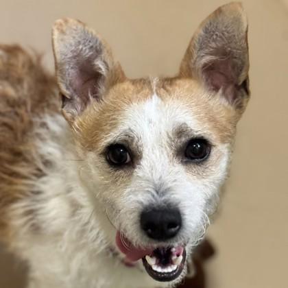 Sunny D, Adoptable, Young Male Mixed Breed & Mixed Breed.