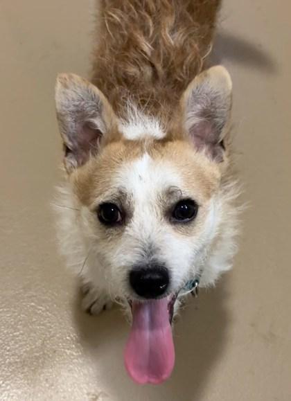 Enlarge Sunny D, a Adoptable Mixed Breed in Pleasanton, CA image 2/3