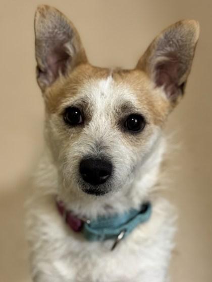 Enlarge Sunny D, a Adoptable Mixed Breed in Pleasanton, CA image 3/3