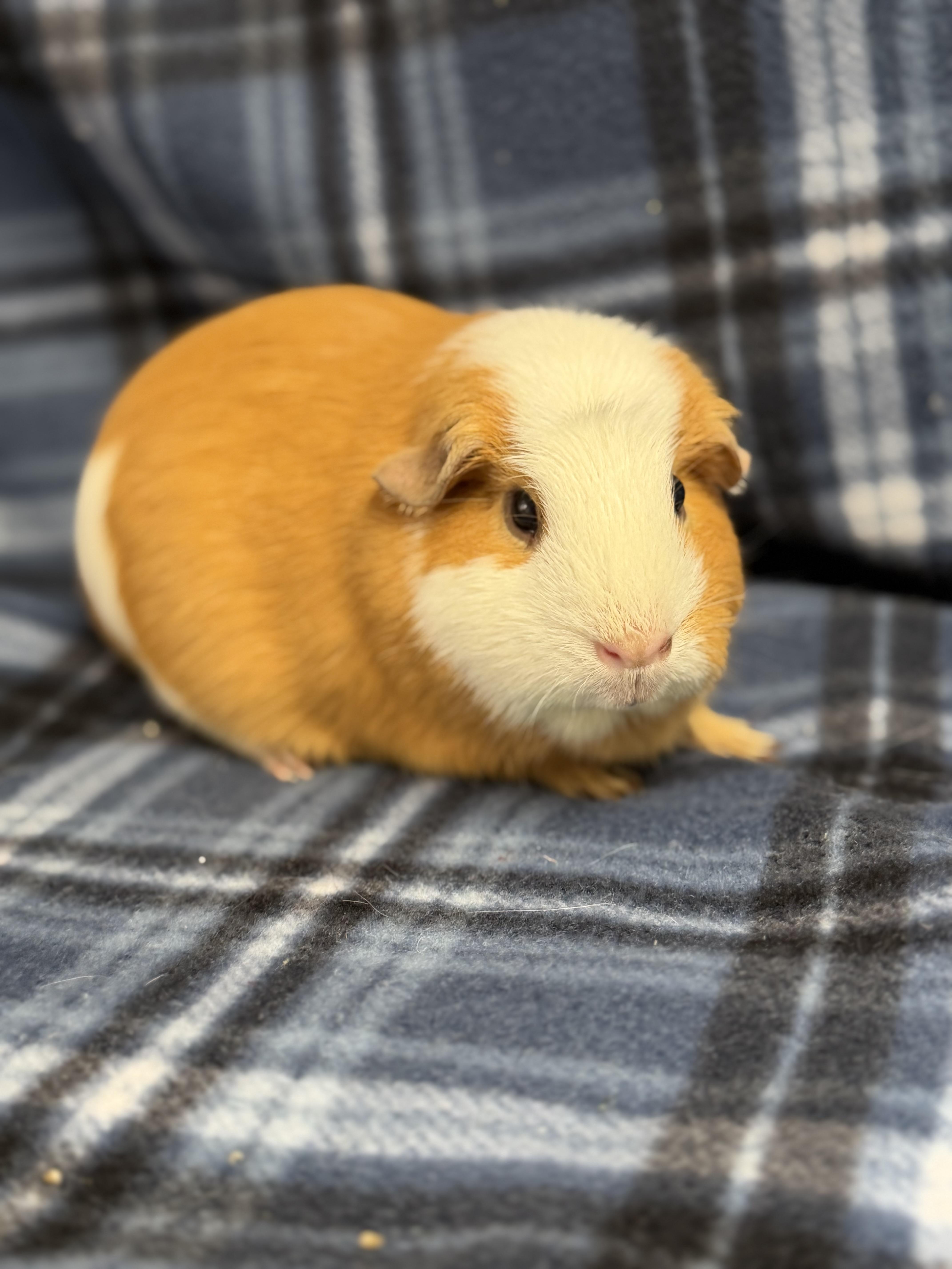 Patch: video! , adopted, Adult Female Guinea Pig.