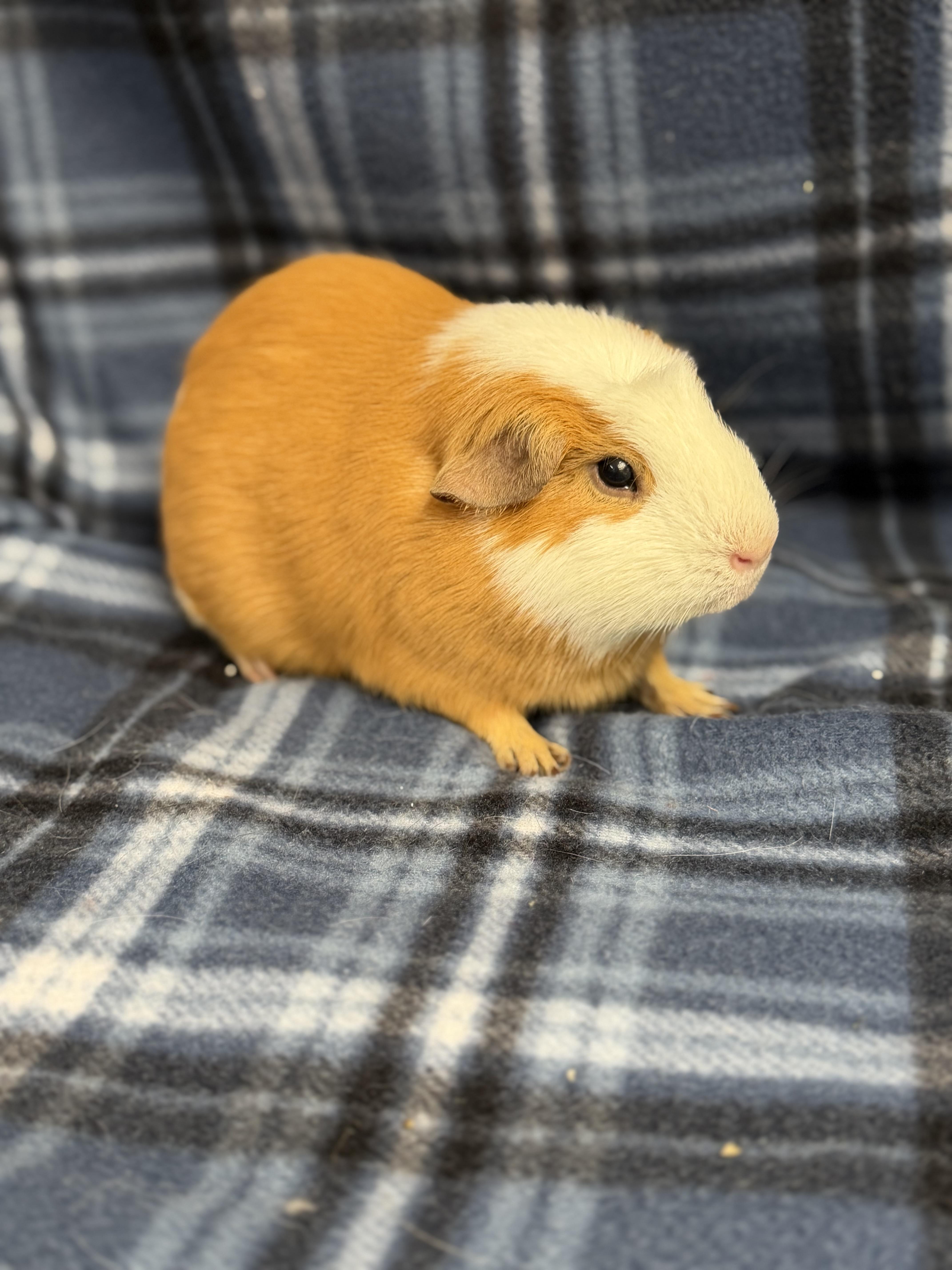 Patch: video! , an adopted Guinea Pig in Edinburg, PA image 3/5