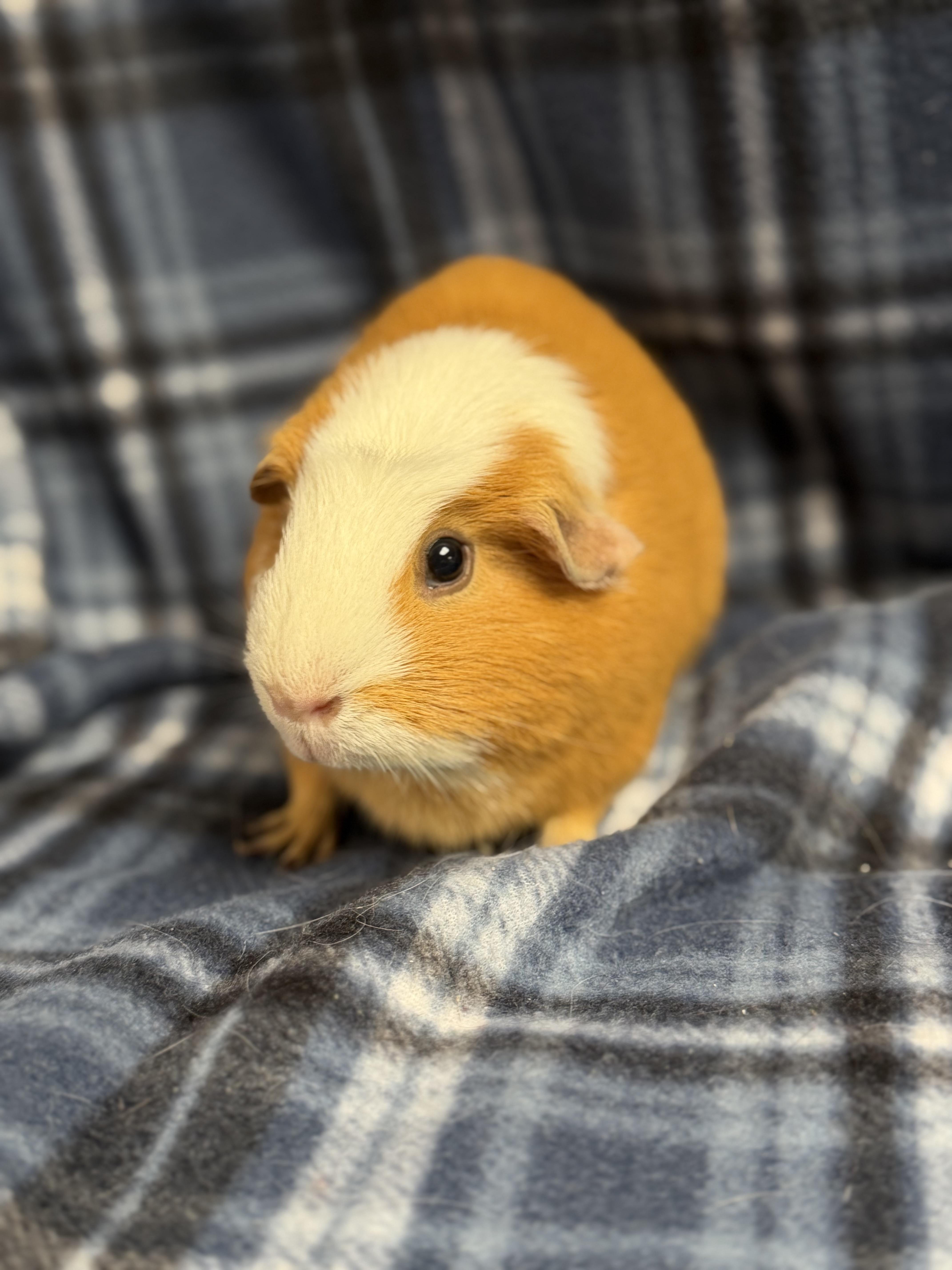 Patch: video! , an adopted Guinea Pig in Edinburg, PA image 4/5