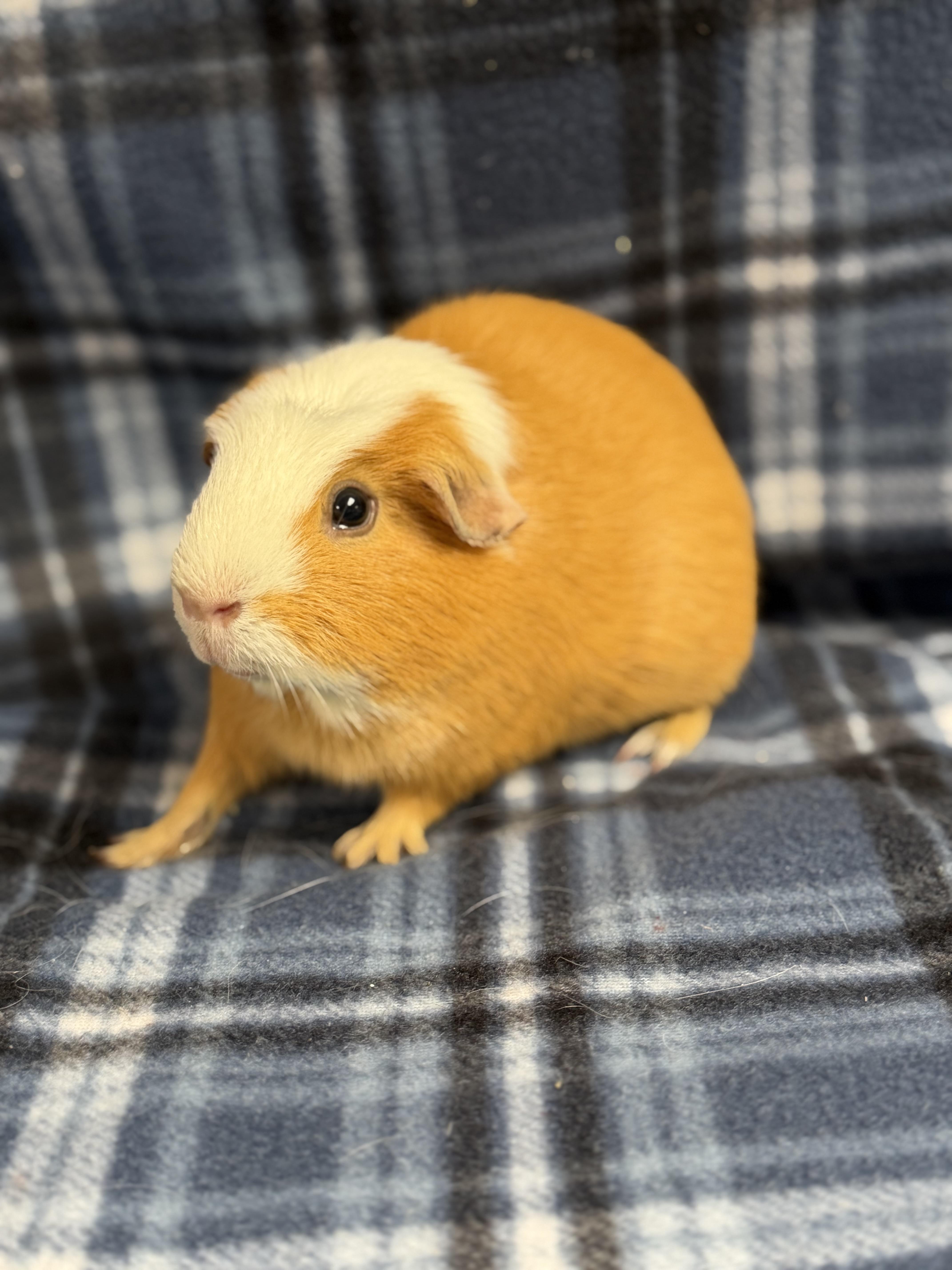 Patch: video! , an adopted Guinea Pig in Edinburg, PA image 5/5