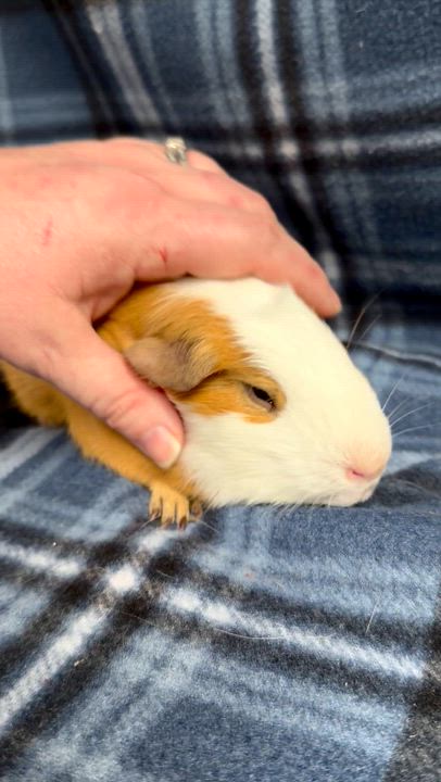Enlarge Patch: video! , an adopted Guinea Pig in Edinburg, PA video 2/5
