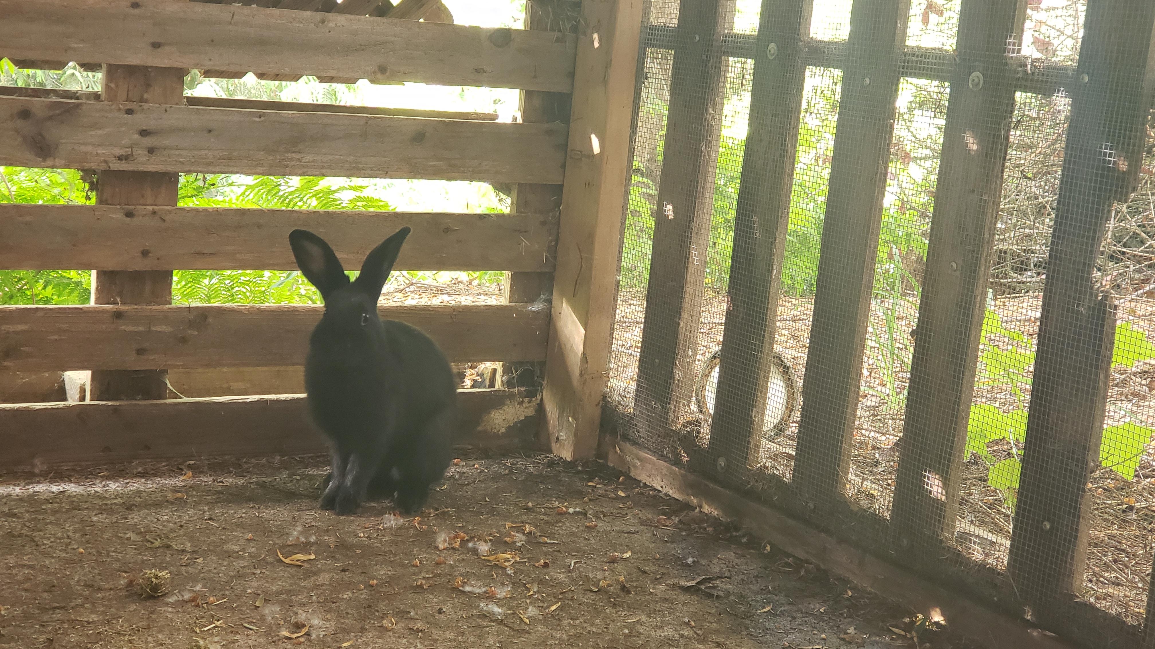 Rabbit for adoption - Elias (South Surrey), a Bunny Rabbit Mix in ...