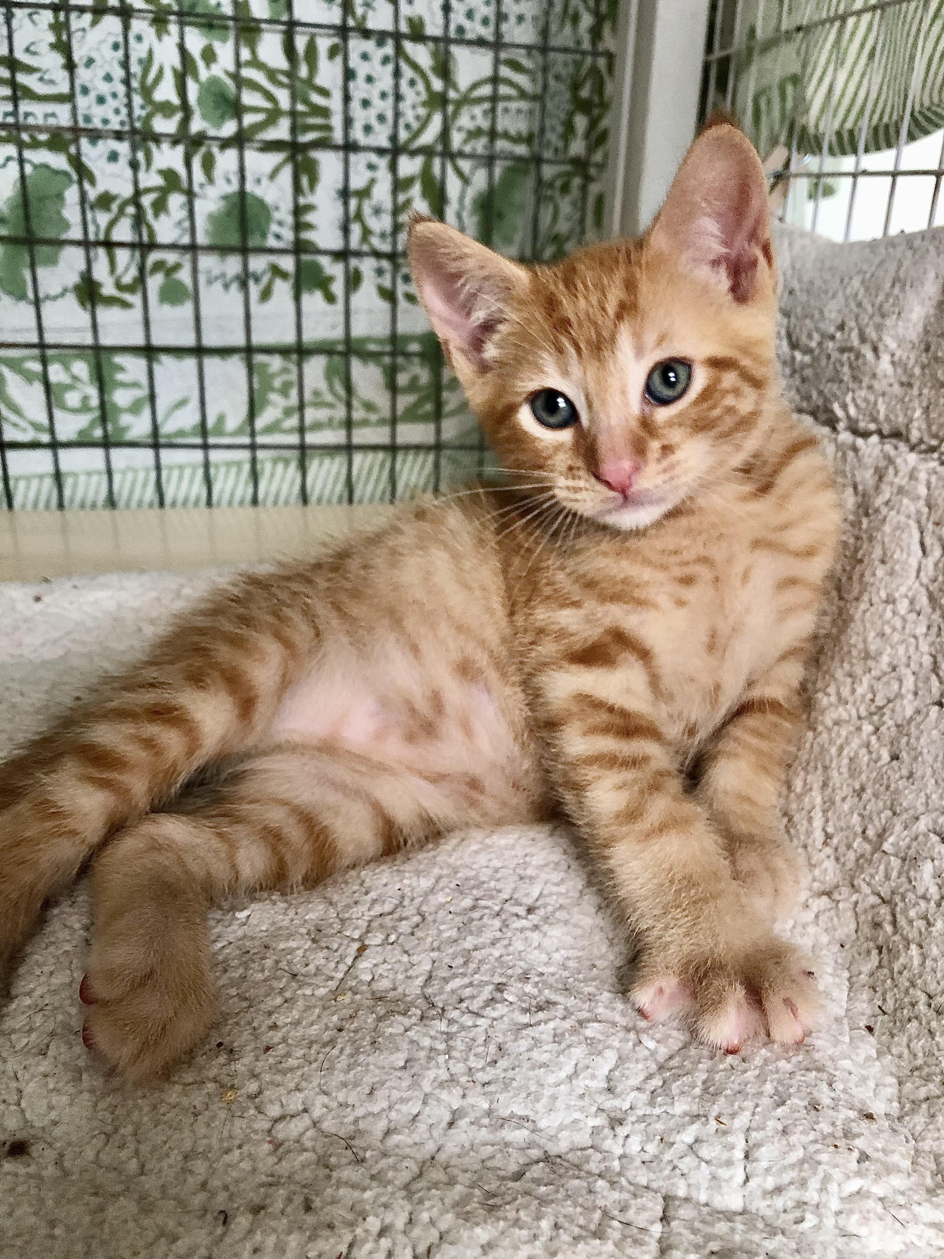 Enlarge Charlie, a Adoptable mixed breed in Ventura, CA image 1/4