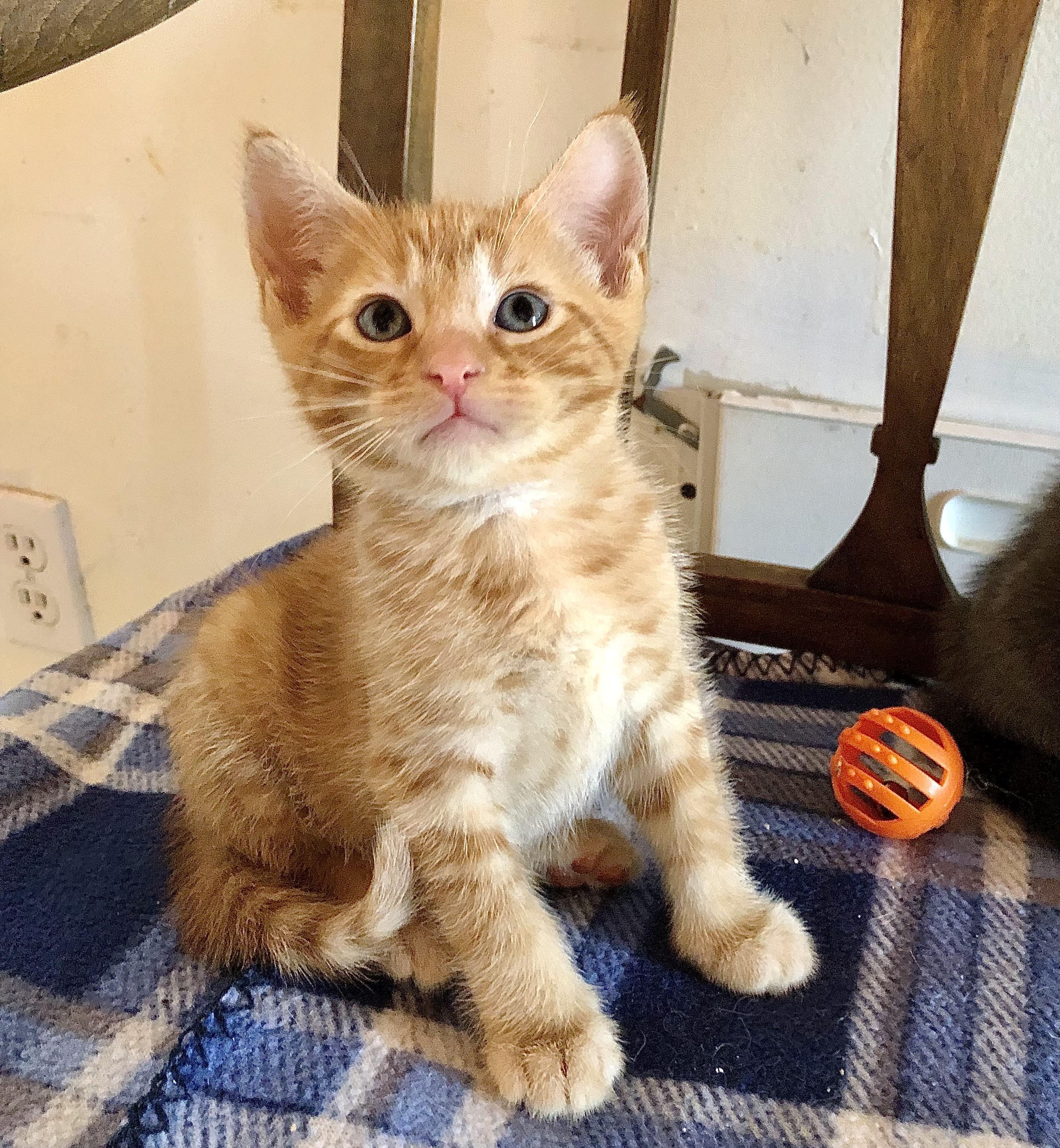 Enlarge Charlie, a Adoptable mixed breed in Ventura, CA image 3/4