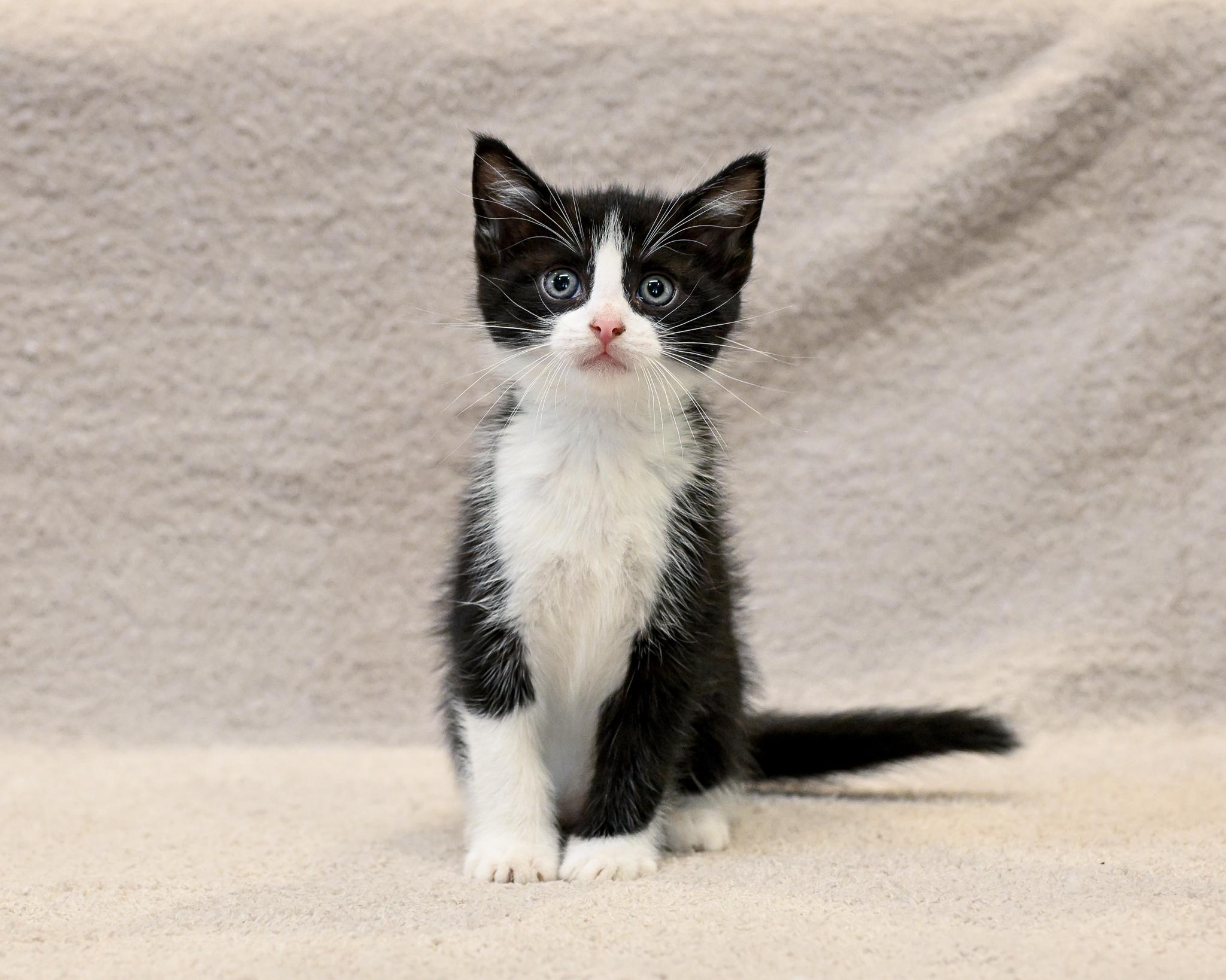 Bernie, Young Male Tuxedo