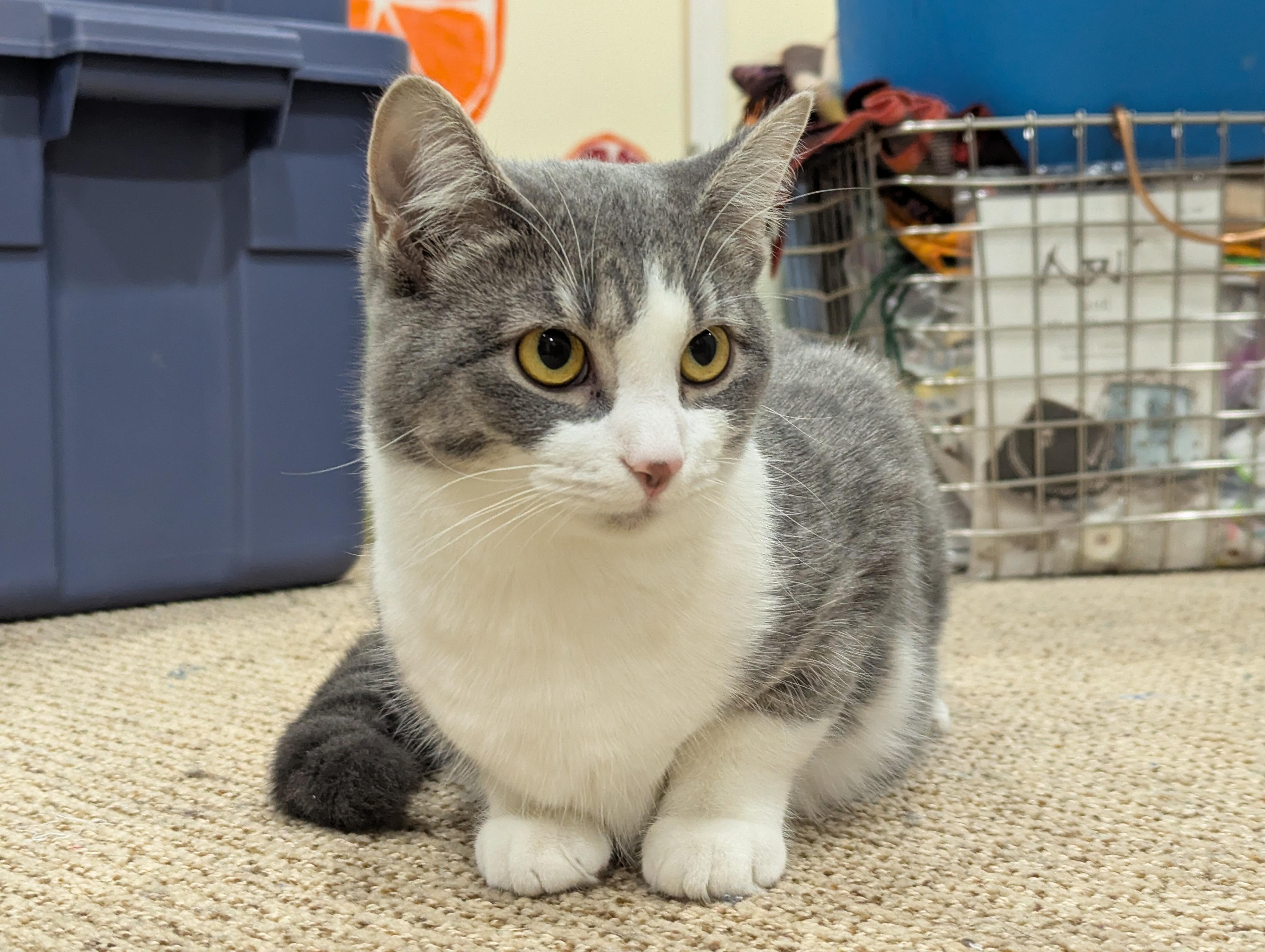 Ziti, a Adoptable mixed breed in Sioux Falls, SD image 3/3