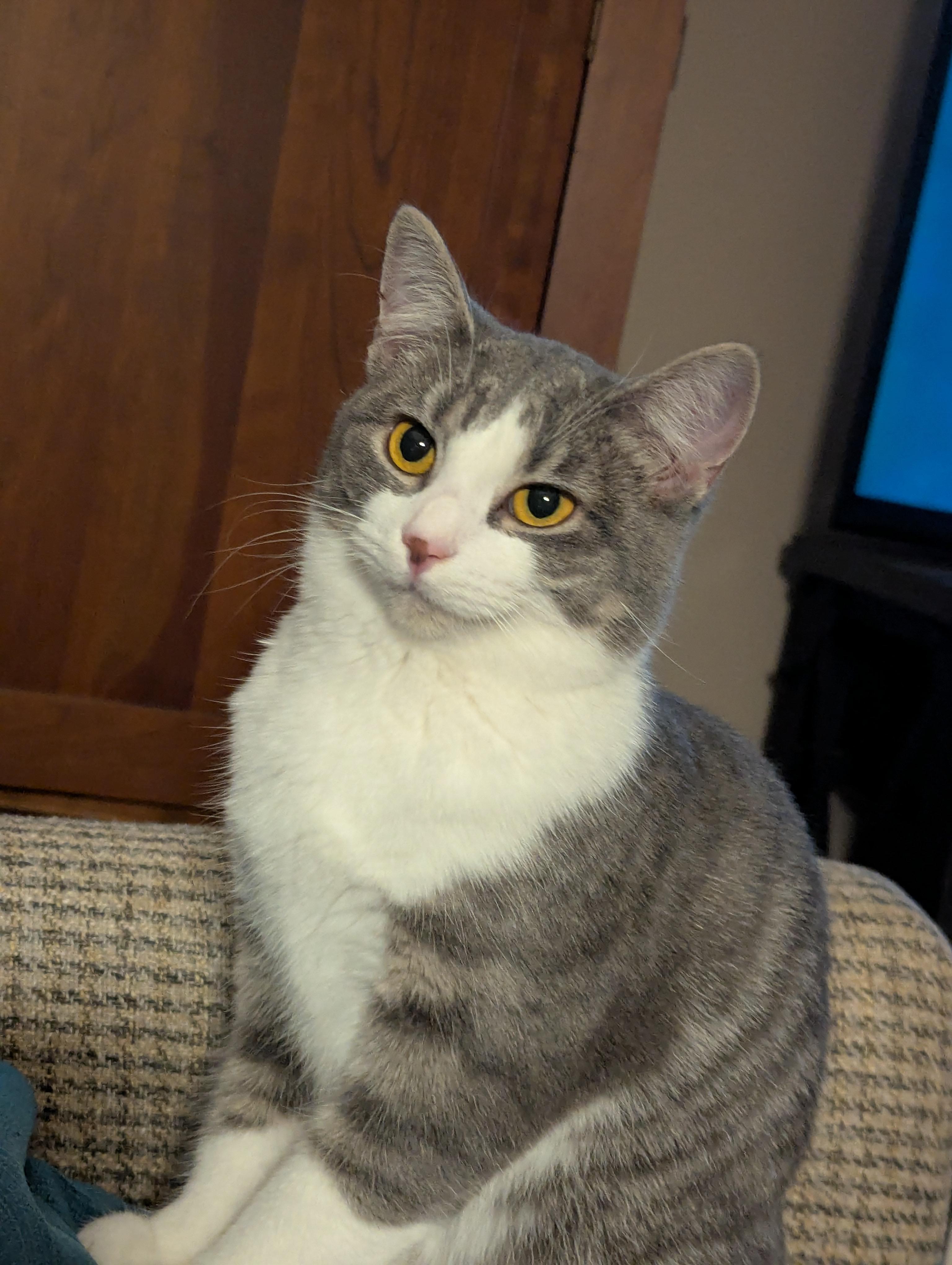 Ziti, Baby Female unknown
