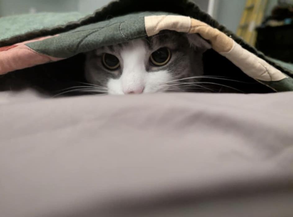 Ziti, Adoptable, Kitten Female Domestic Short Hair.