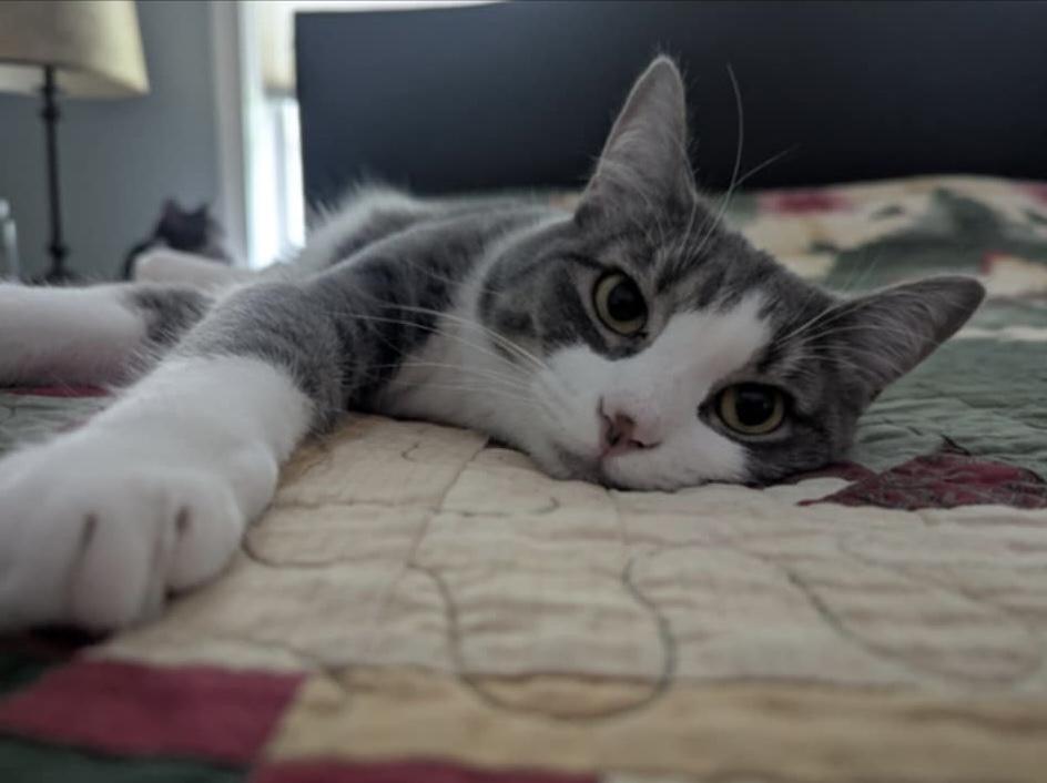 Ziti, Adoptable, Kitten Female Domestic Short Hair.