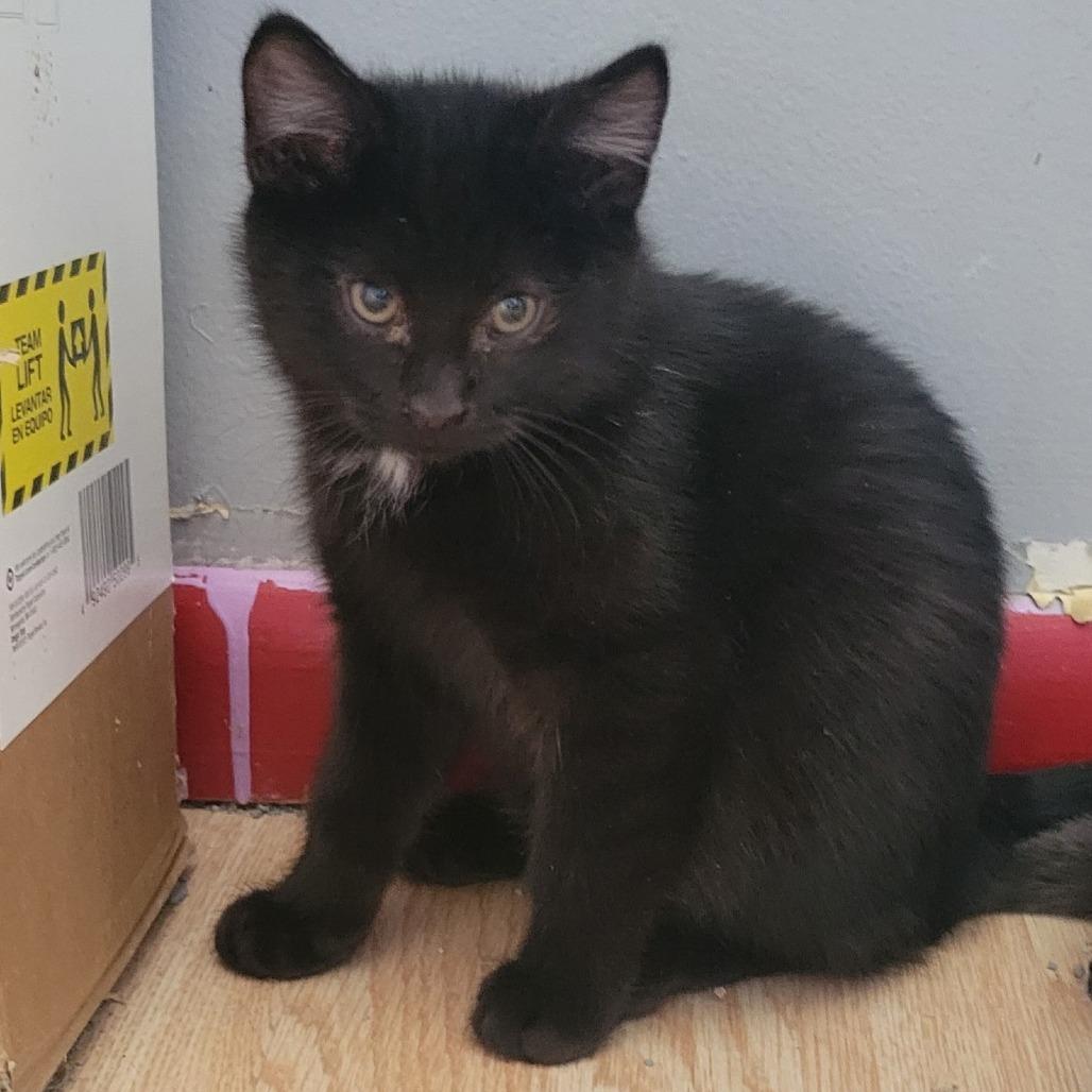 Flurry, Adoptable, Kitten Male Domestic Short Hair.