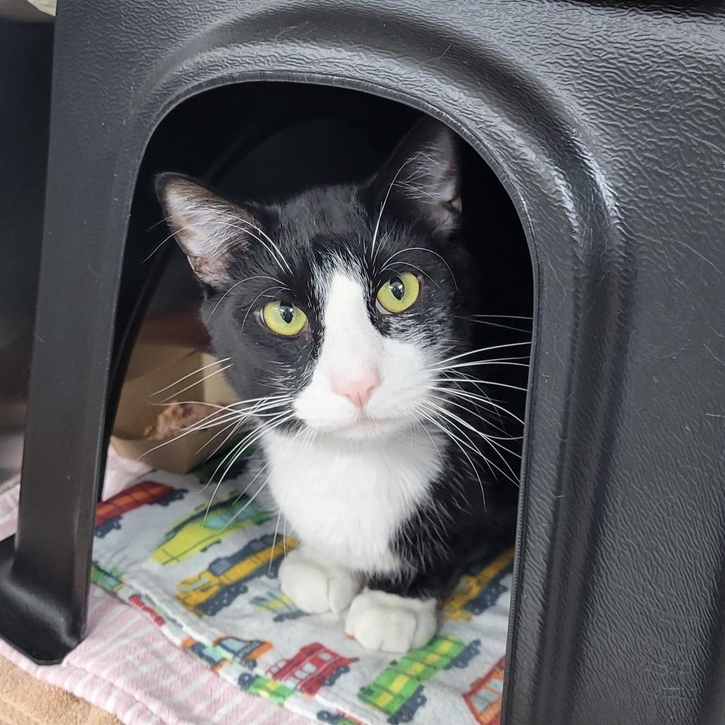 Enlarge Gentleman, a Adoptable Domestic Short Hair in Albuquerque, NM image 1/4