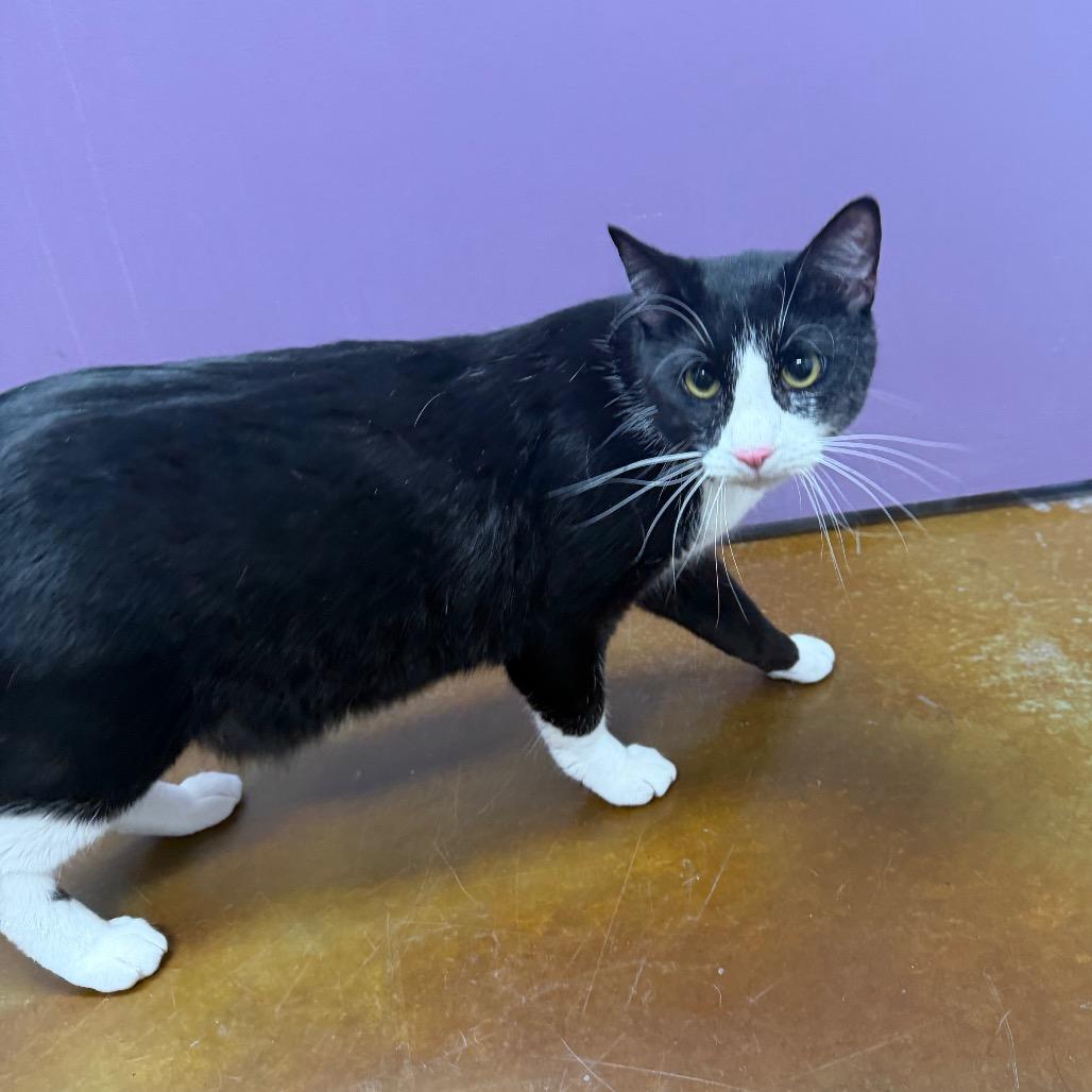 Enlarge Gentleman, a Adoptable Domestic Short Hair in Albuquerque, NM image 2/4