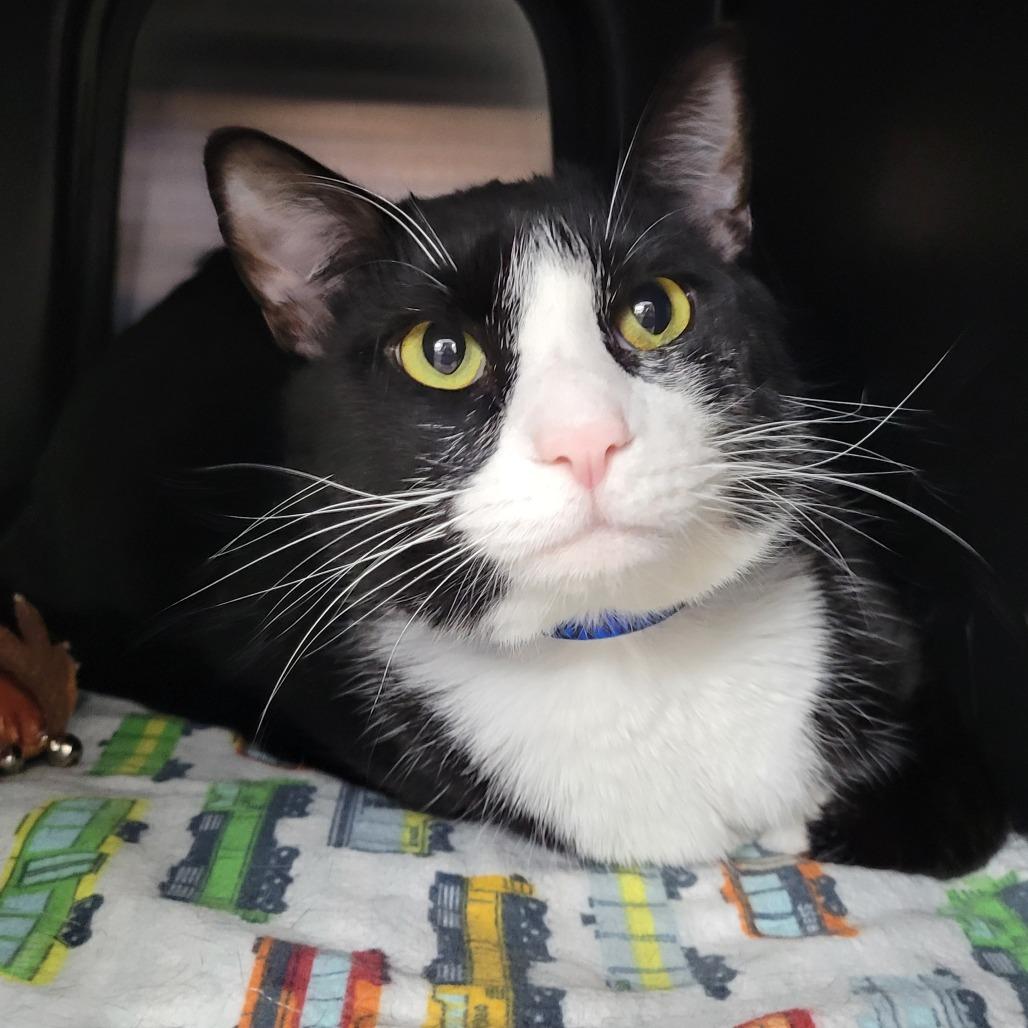 Enlarge Gentleman, a Adoptable Domestic Short Hair in Albuquerque, NM image 3/4