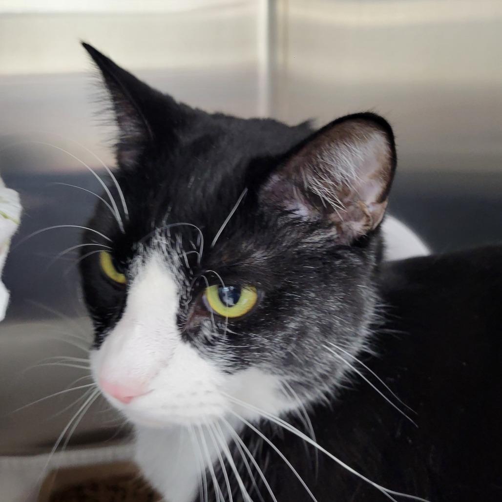 Enlarge Gentleman, a Adoptable Domestic Short Hair in Albuquerque, NM image 4/4