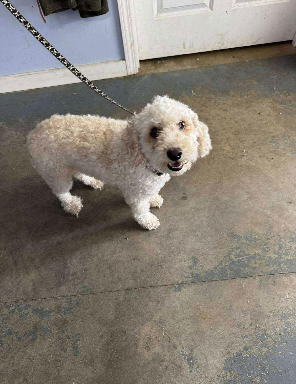 Enlarge Jackson, a Adopted mixed breed in Osteen, FL image 1/1