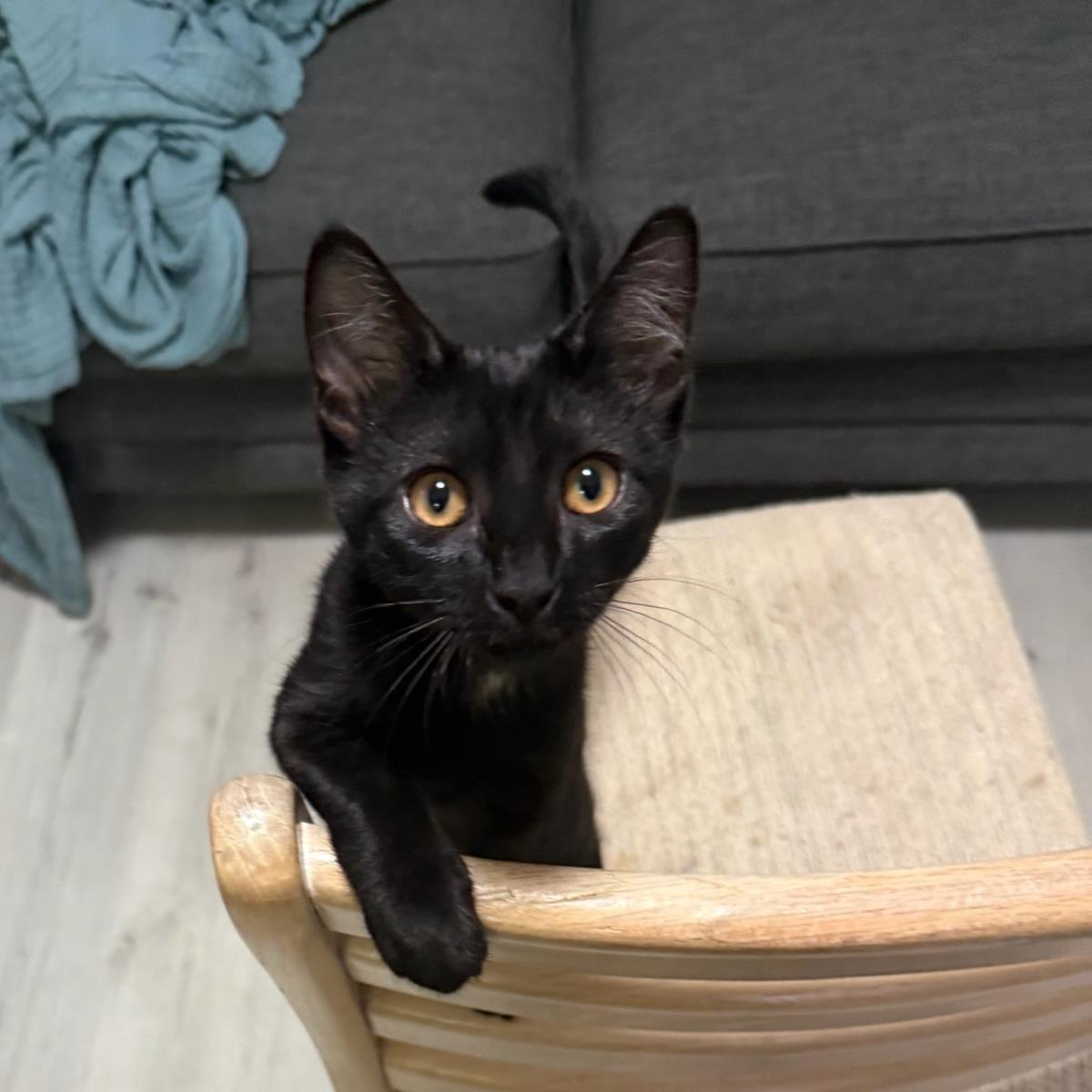 Verano, Adoptable, Kitten Female Domestic Short Hair.