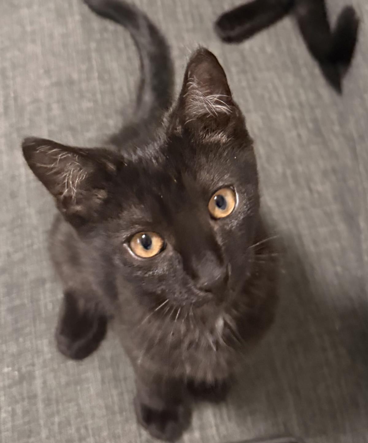 Verano, a Adoptable mixed breed in Lincoln, CA image 2/4