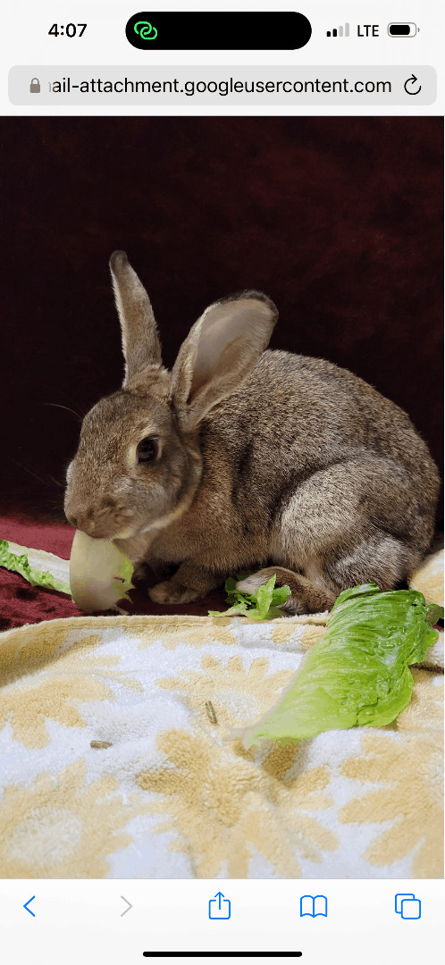 Menace, Adoptable, Adult Female Bunny Rabbit.