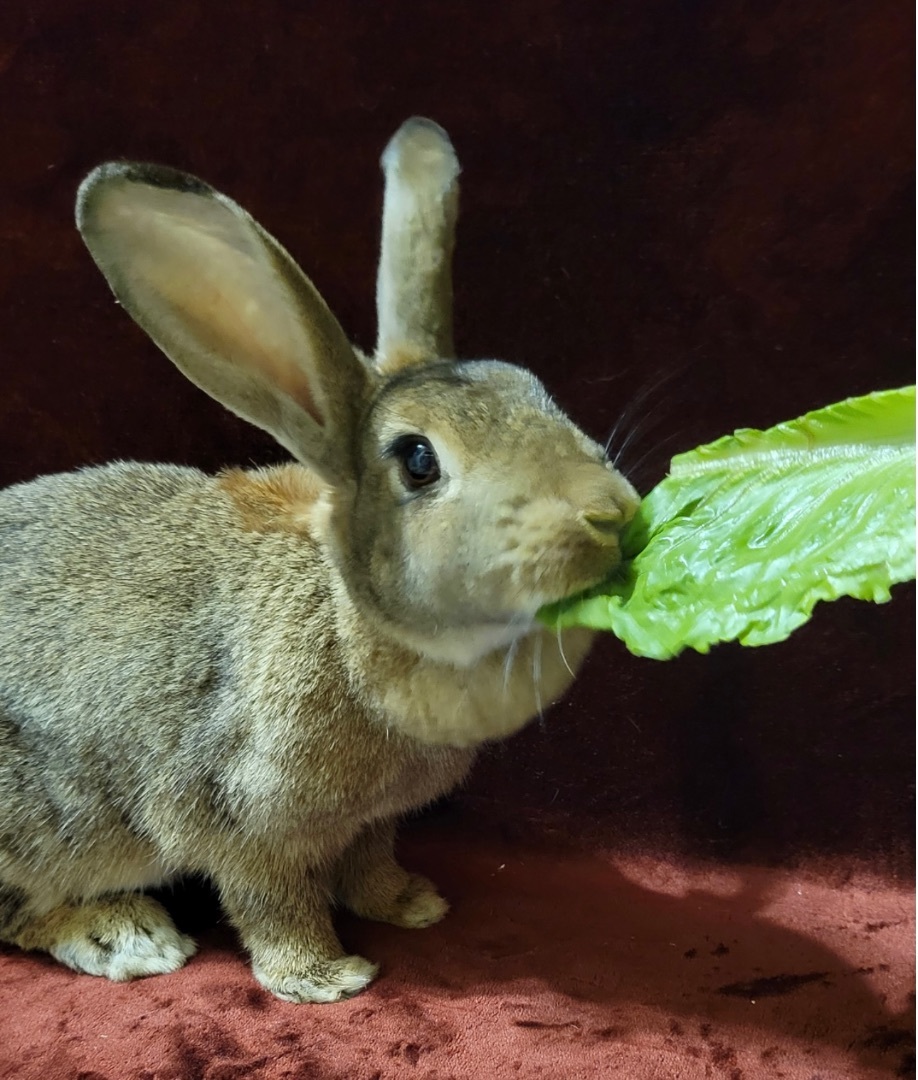 Menace, a Adoptable Bunny Rabbit in Harrisburg, PA image 2/4