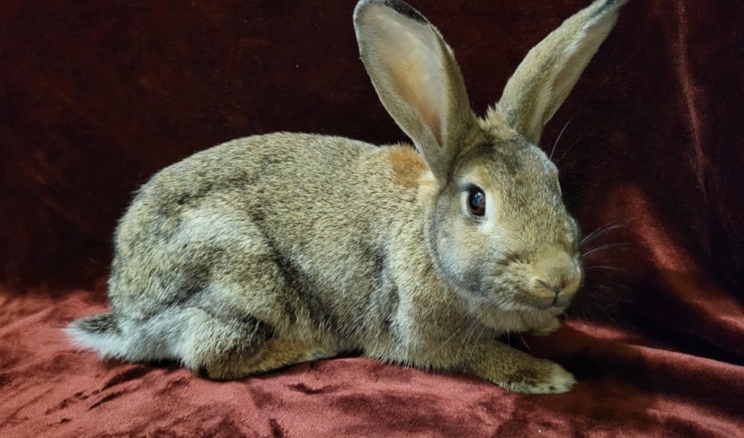 Menace, a Adoptable Bunny Rabbit in Harrisburg, PA image 3/4