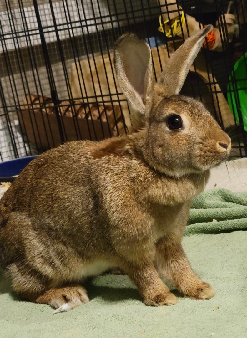 Menace, a Adoptable Bunny Rabbit in Harrisburg, PA image 4/4