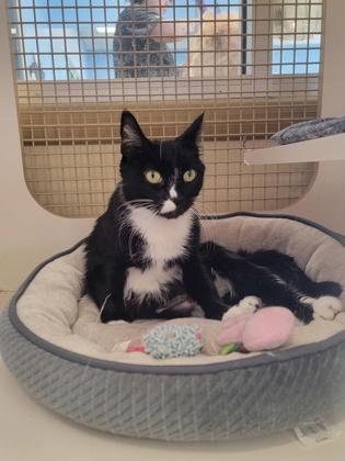 Panda, Adoptable, Adult Female Domestic Short Hair & Domestic Short Hair.