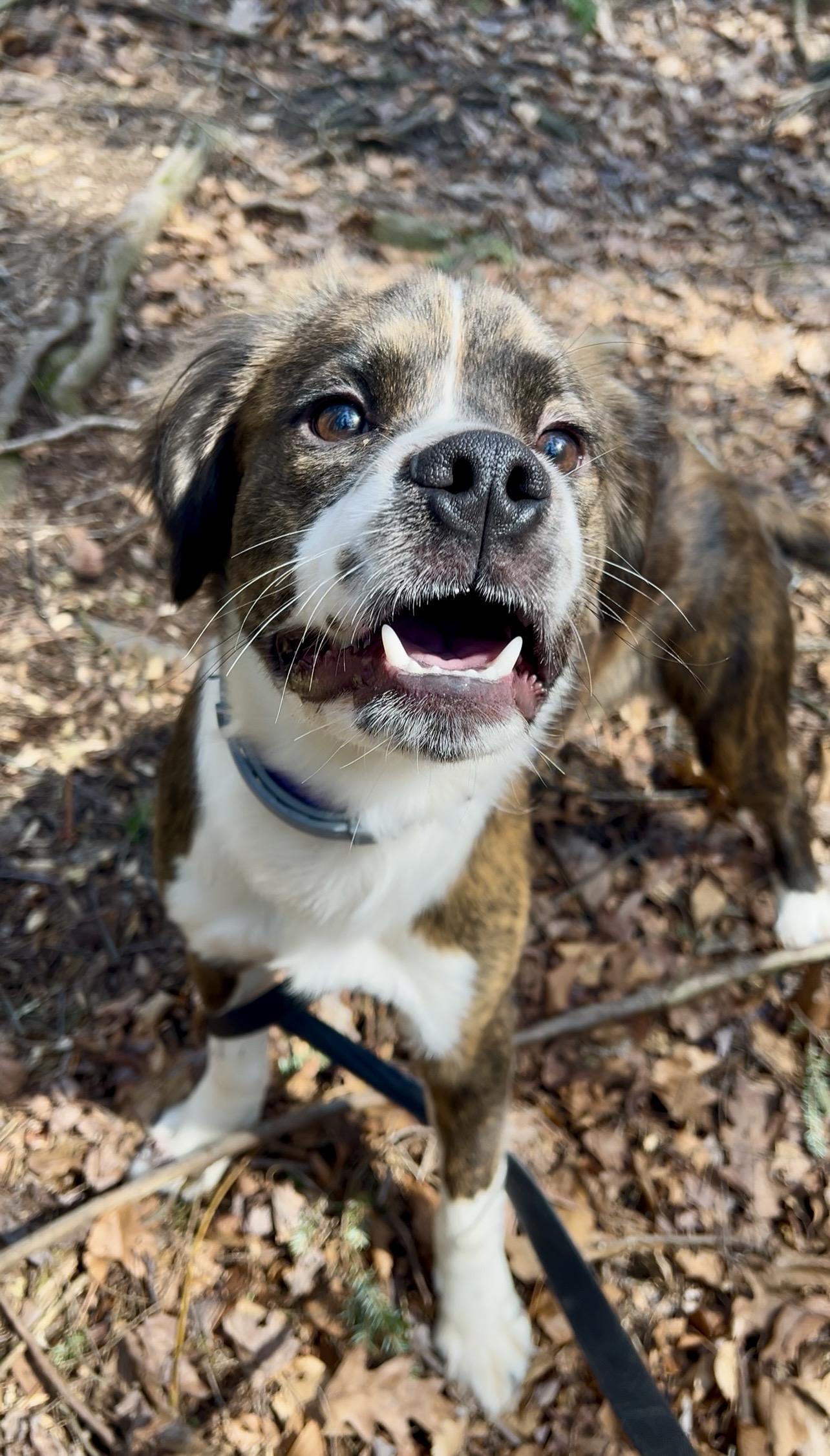 Enlarge XIS (zice), an adopted mixed breed in Millerstown, PA image 5/6