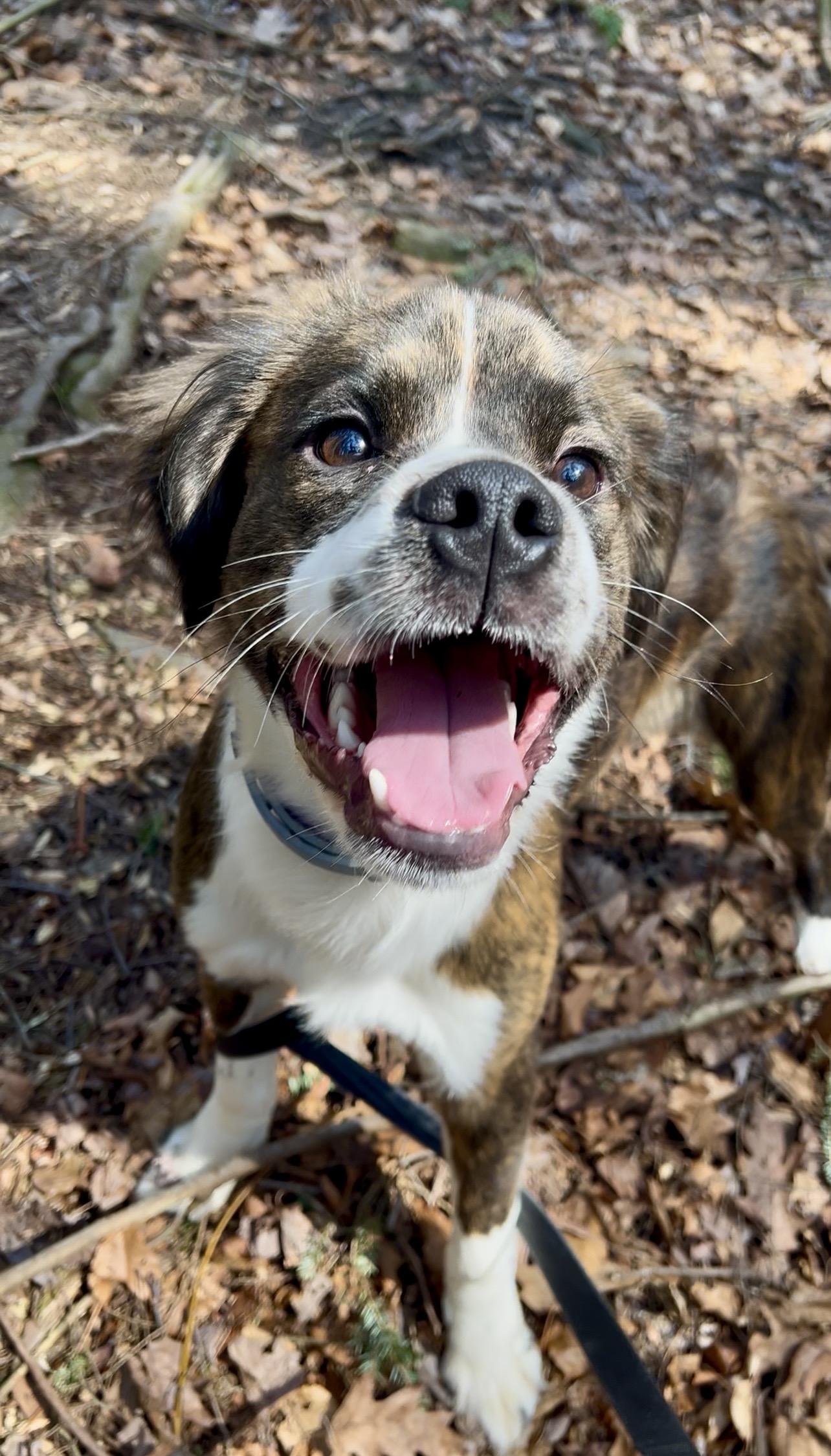 Enlarge XIS (zice), an adopted mixed breed in Millerstown, PA image 3/6