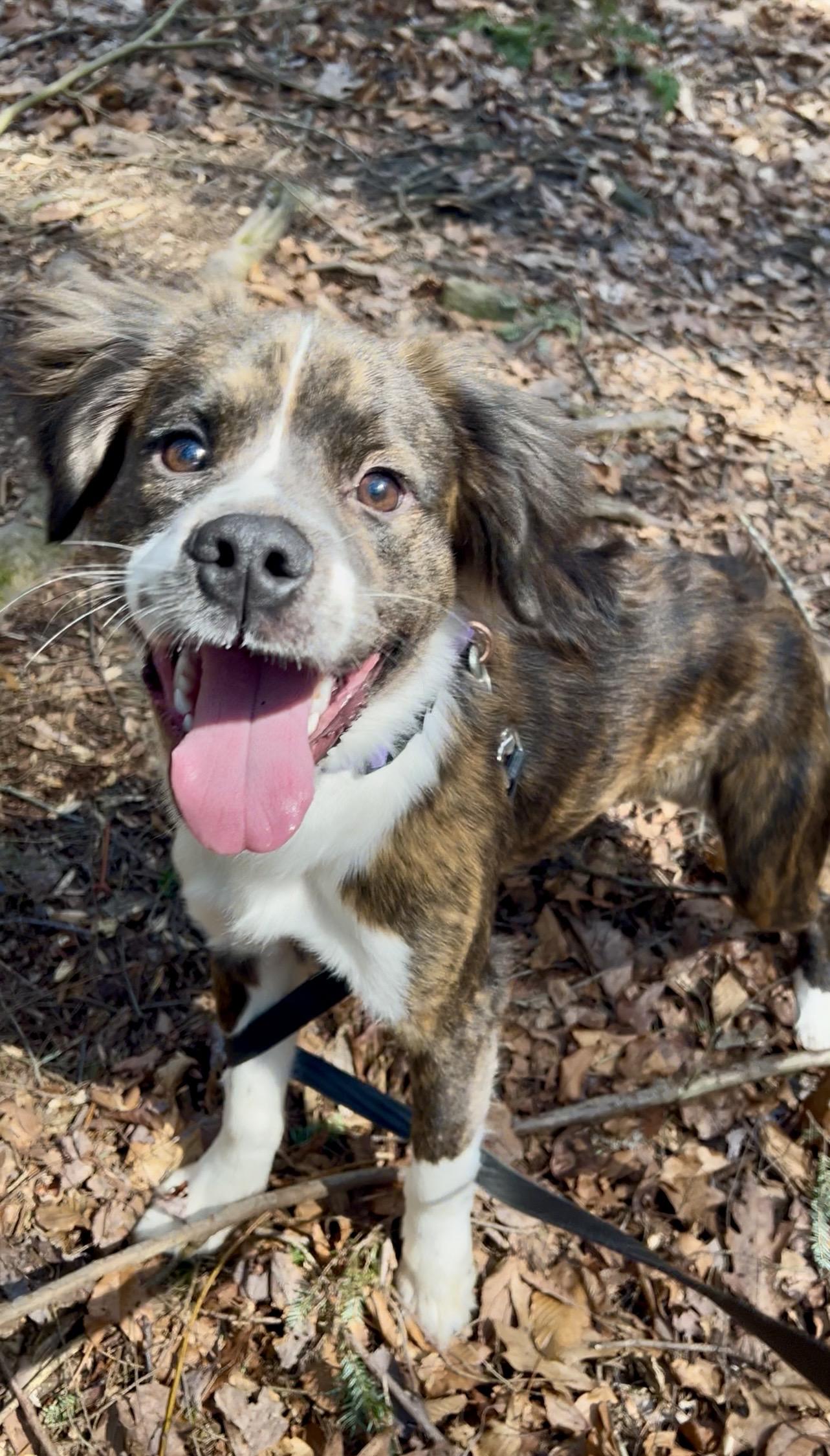 Enlarge XIS (zice), an adopted mixed breed in Millerstown, PA image 1/6