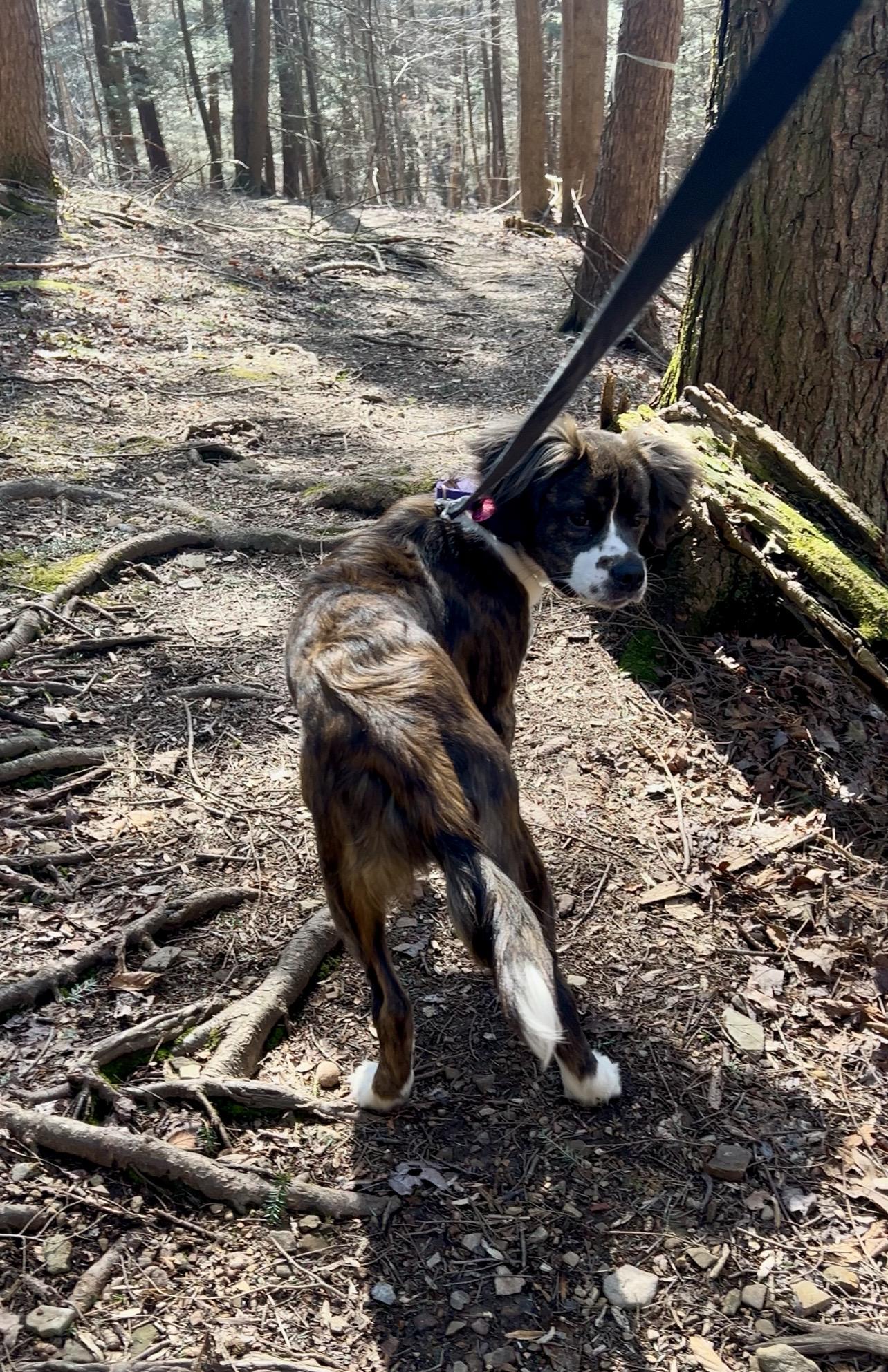 Enlarge XIS (zice), an adopted mixed breed in Millerstown, PA image 4/6