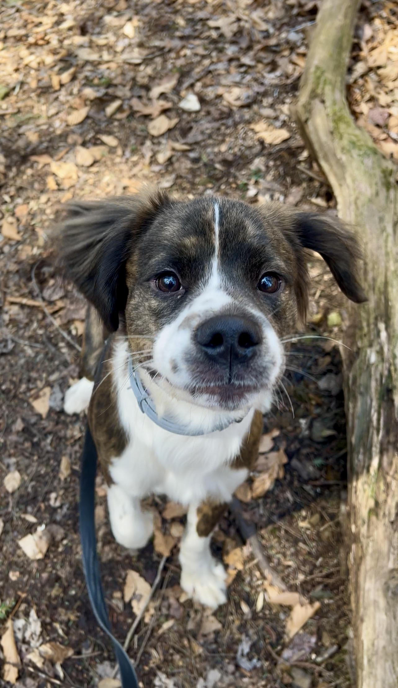 Enlarge XIS (zice), an adopted mixed breed in Millerstown, PA image 2/6