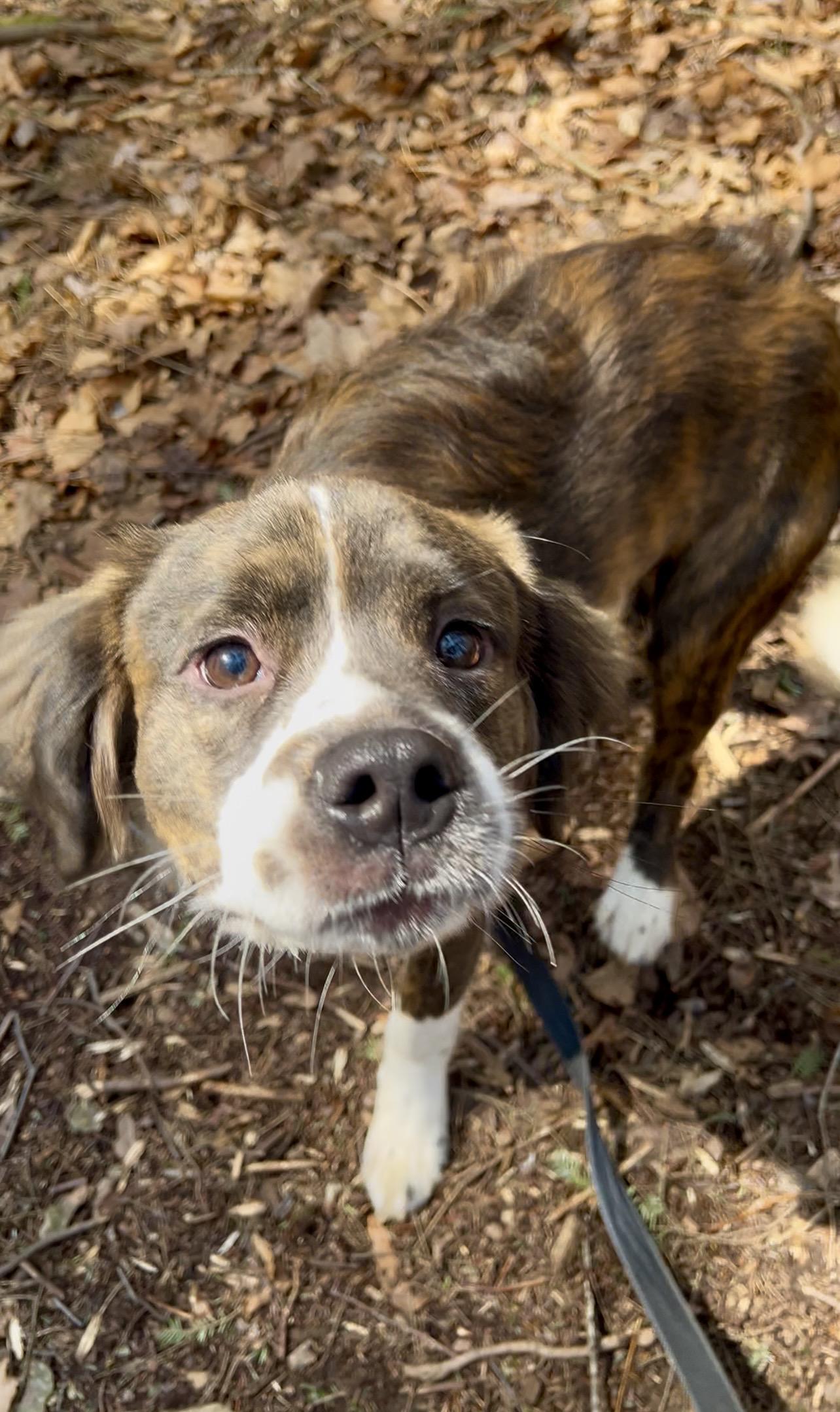Enlarge XIS (zice), an adopted mixed breed in Millerstown, PA image 6/6